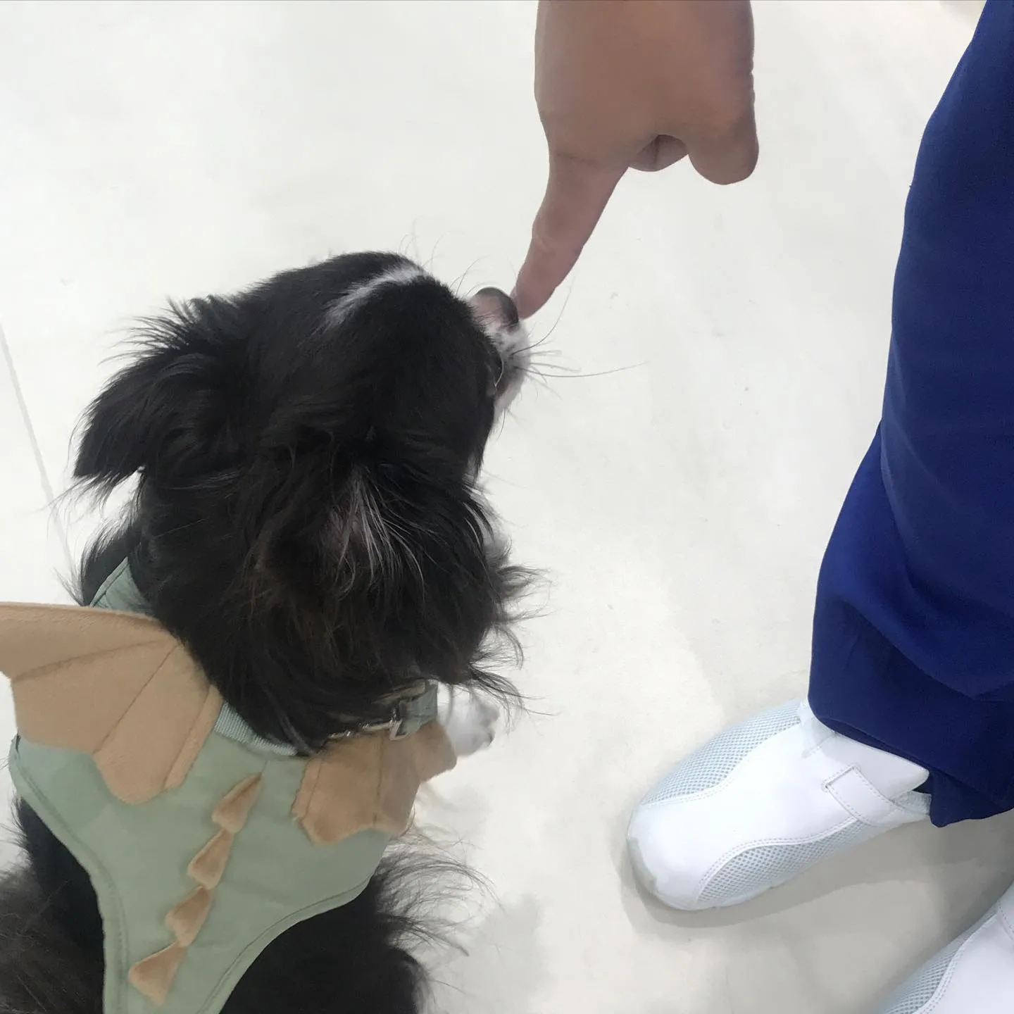 【ペットホテル　犬ちゃん•猫ちゃん】