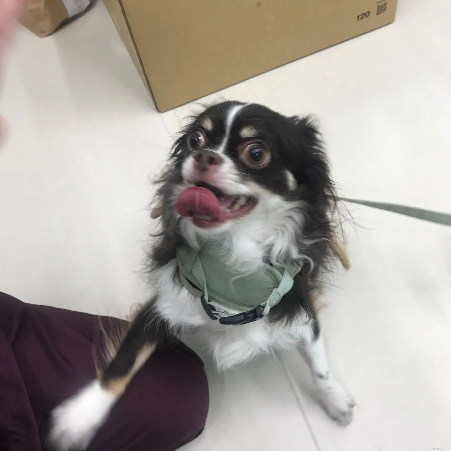 【ペットホテル　犬ちゃん•猫ちゃん】