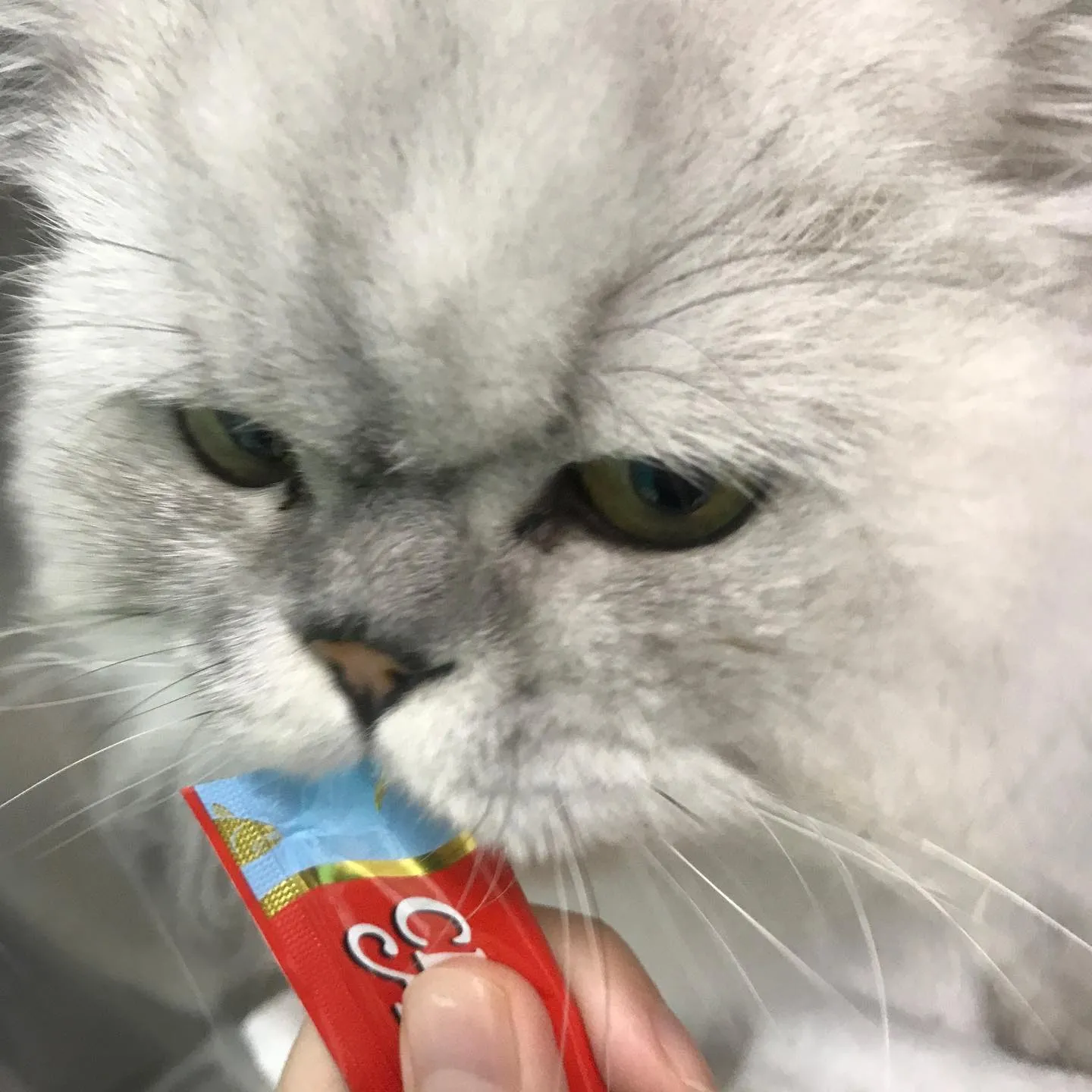 【ペットホテル　犬ちゃん•猫ちゃん】