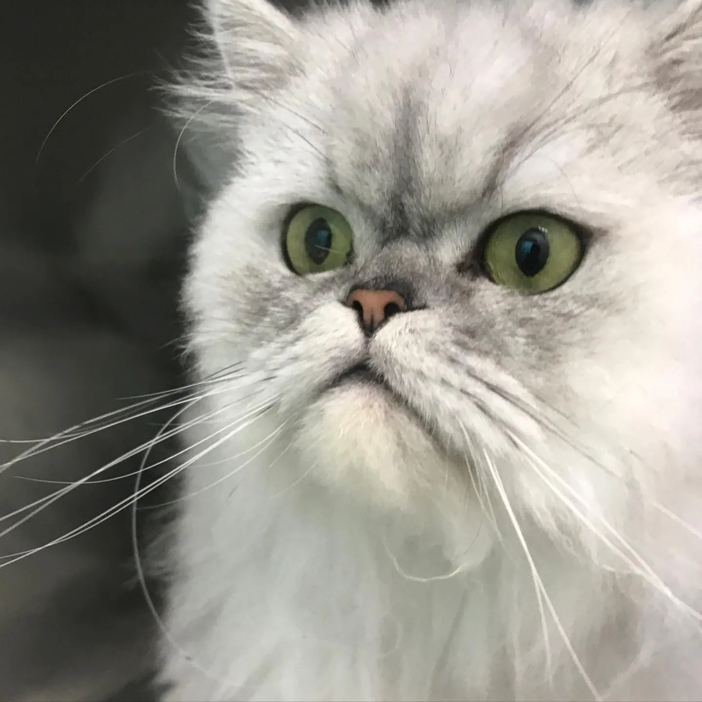 【ペットホテル　犬ちゃん•猫ちゃん】