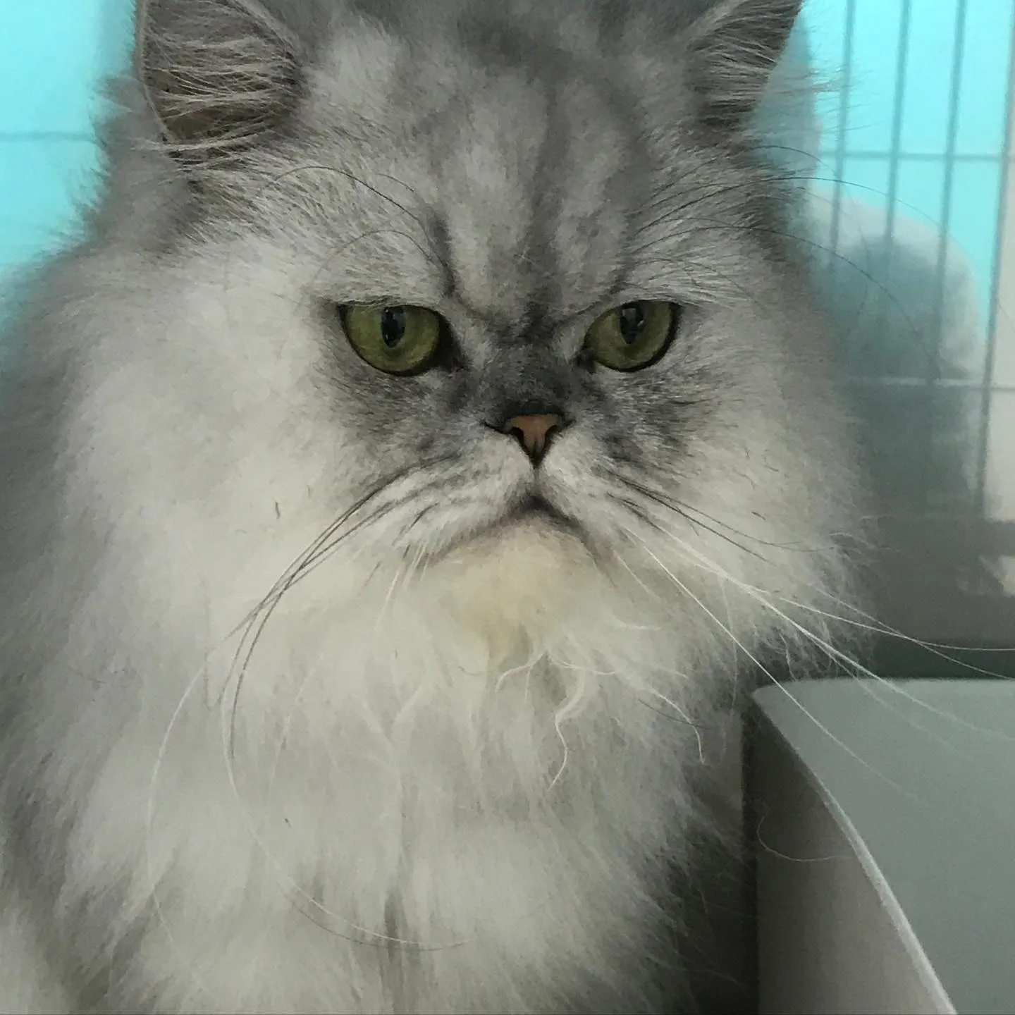 【ペットホテル　犬ちゃん•猫ちゃん】