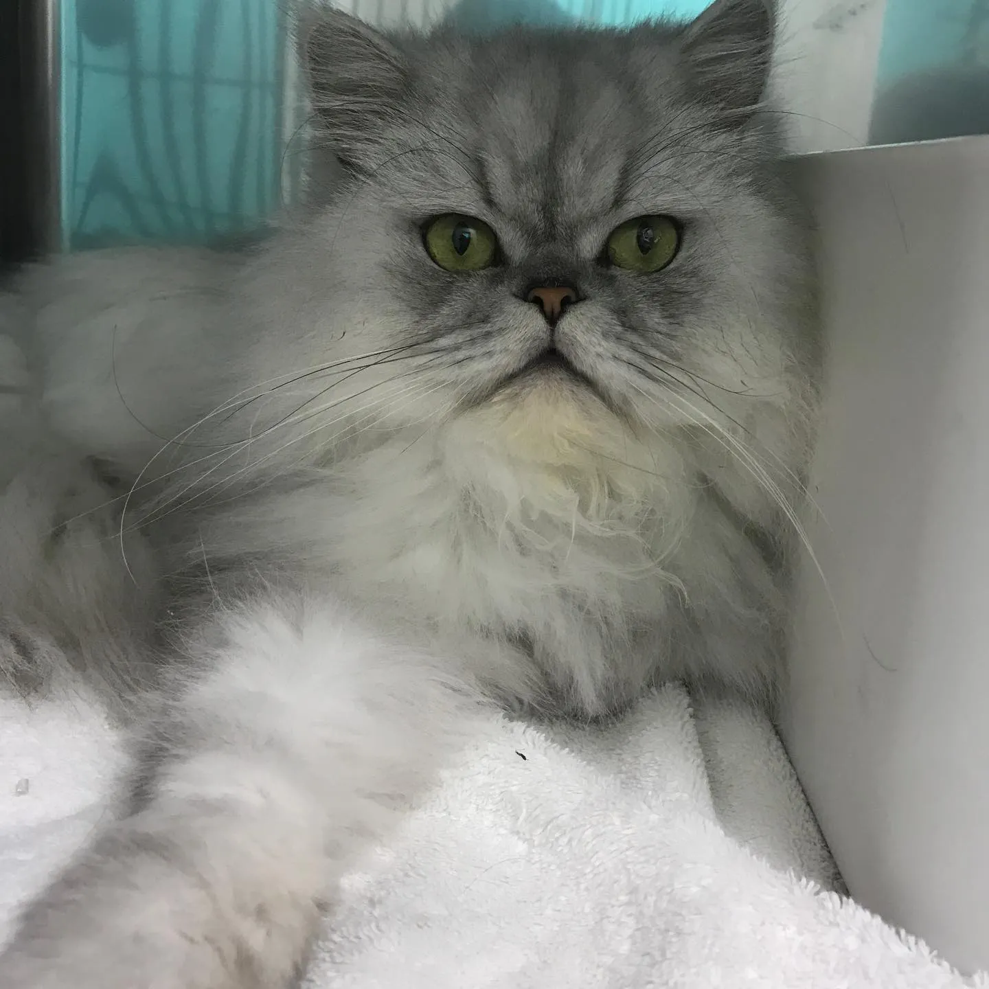 【ペットホテル　犬ちゃん•猫ちゃん】