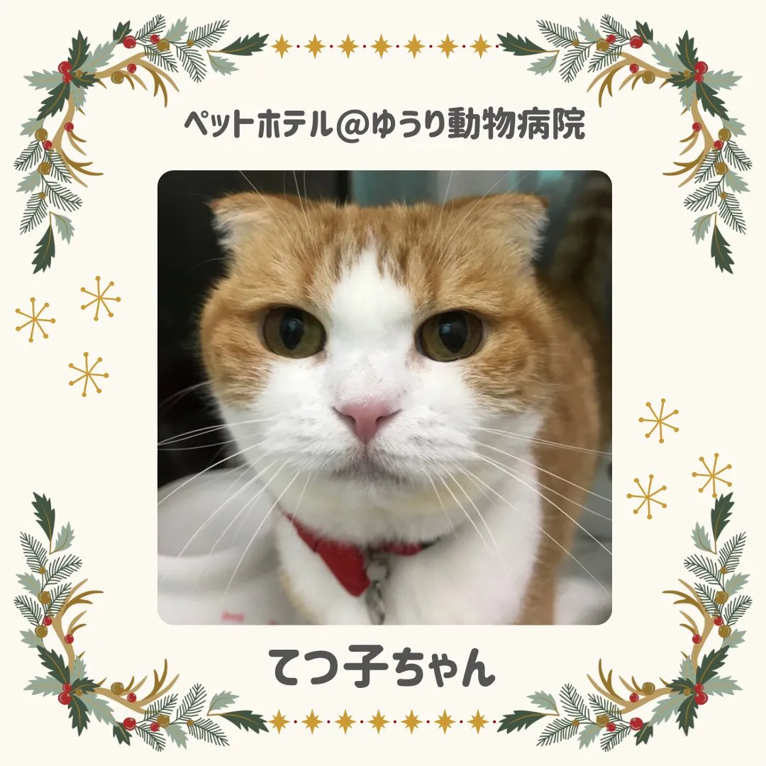 【ペットホテル　猫ちゃん】