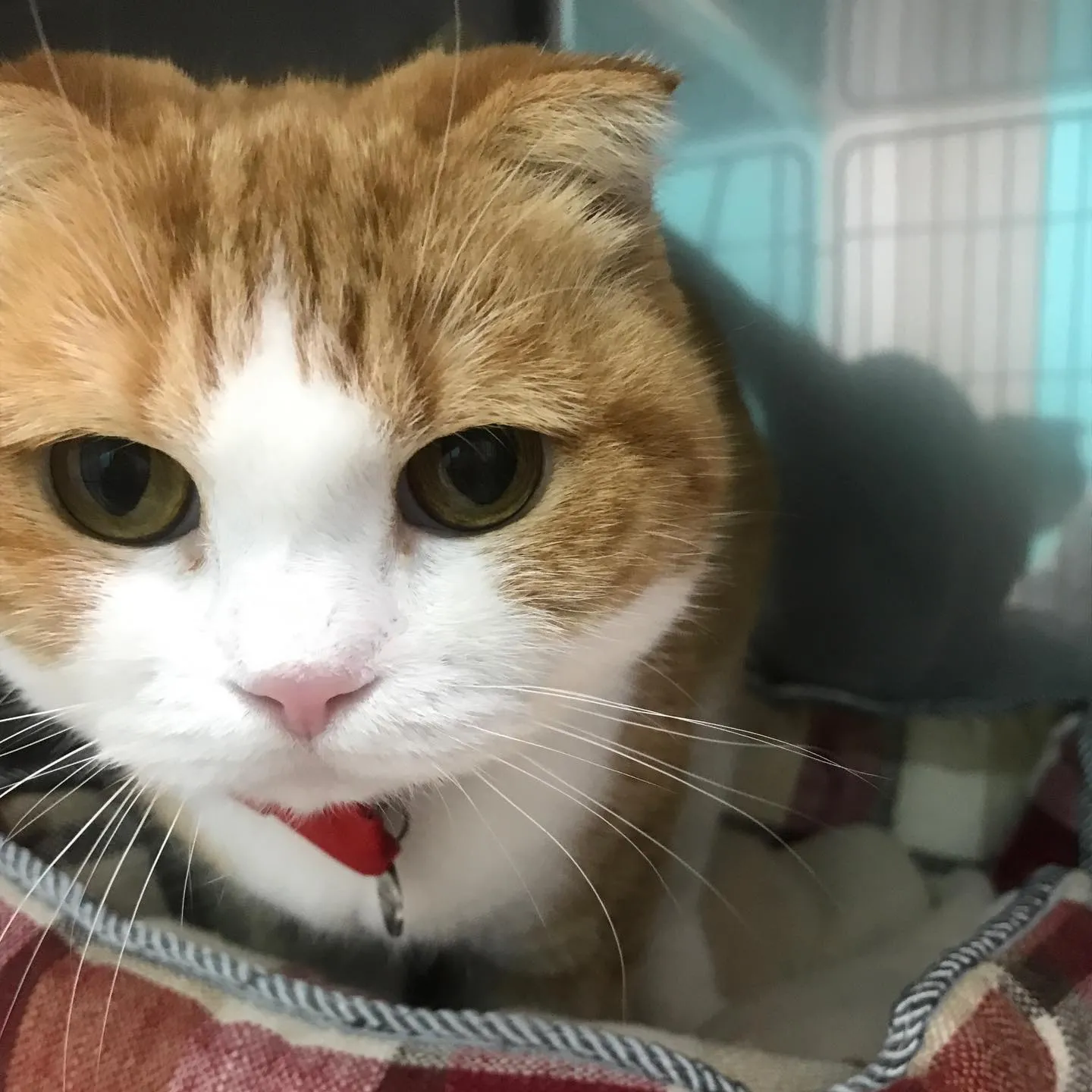 【ペットホテル　猫ちゃん】