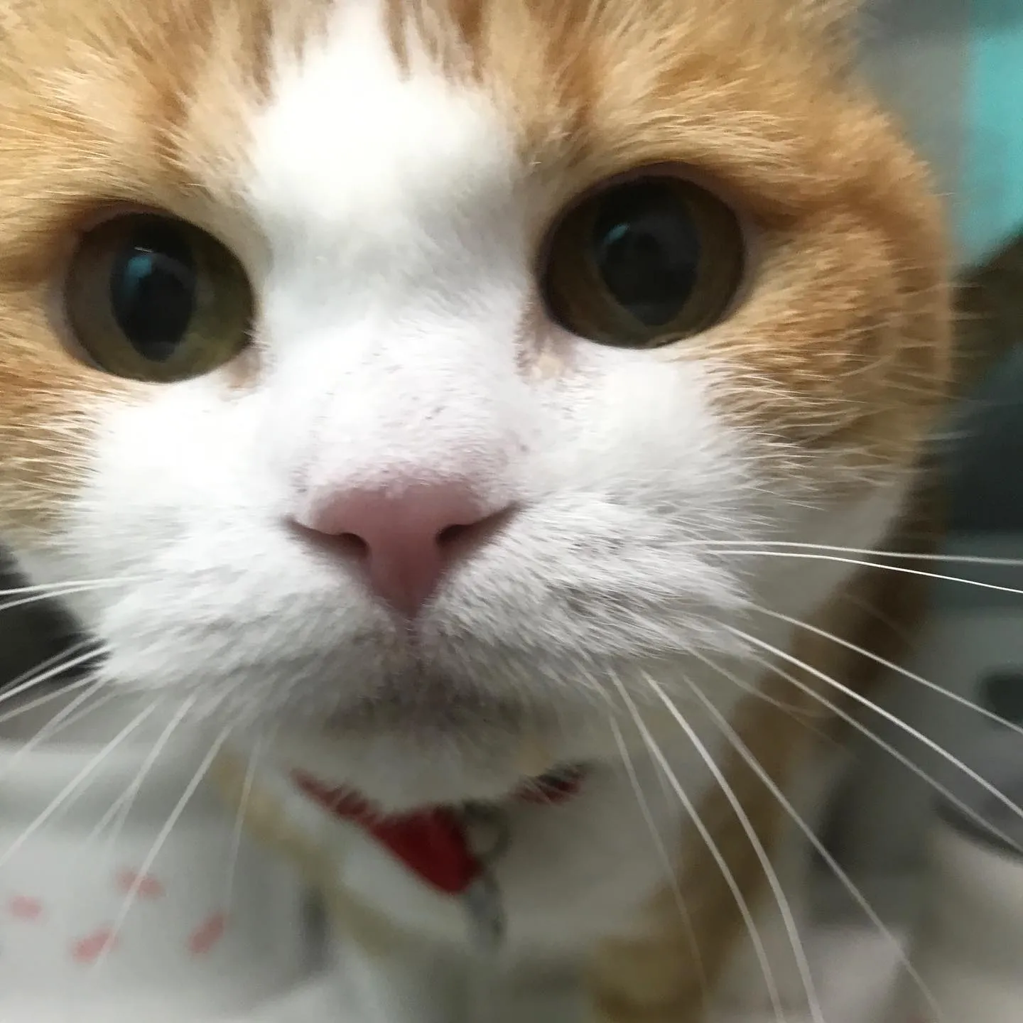 【ペットホテル　猫ちゃん】