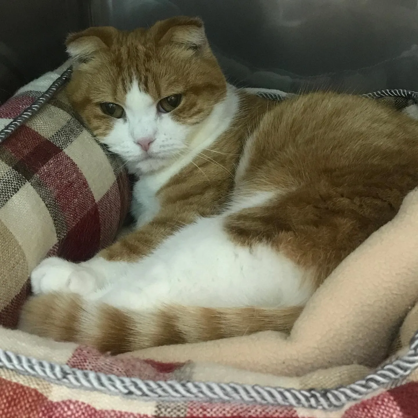 【ペットホテル　猫ちゃん】