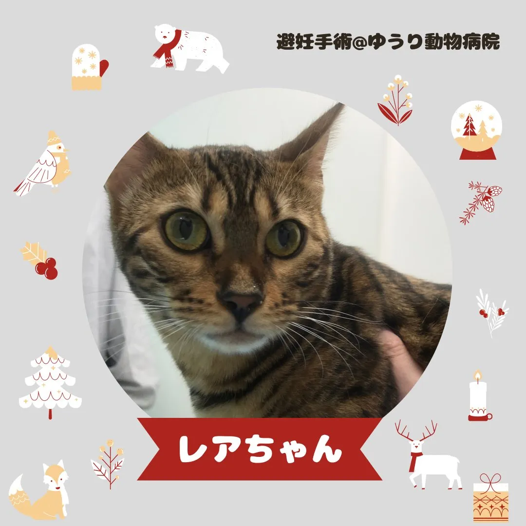 【避妊手術　猫ちゃん】