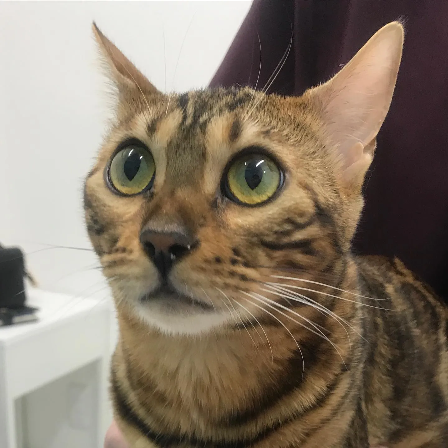 【避妊手術　猫ちゃん】