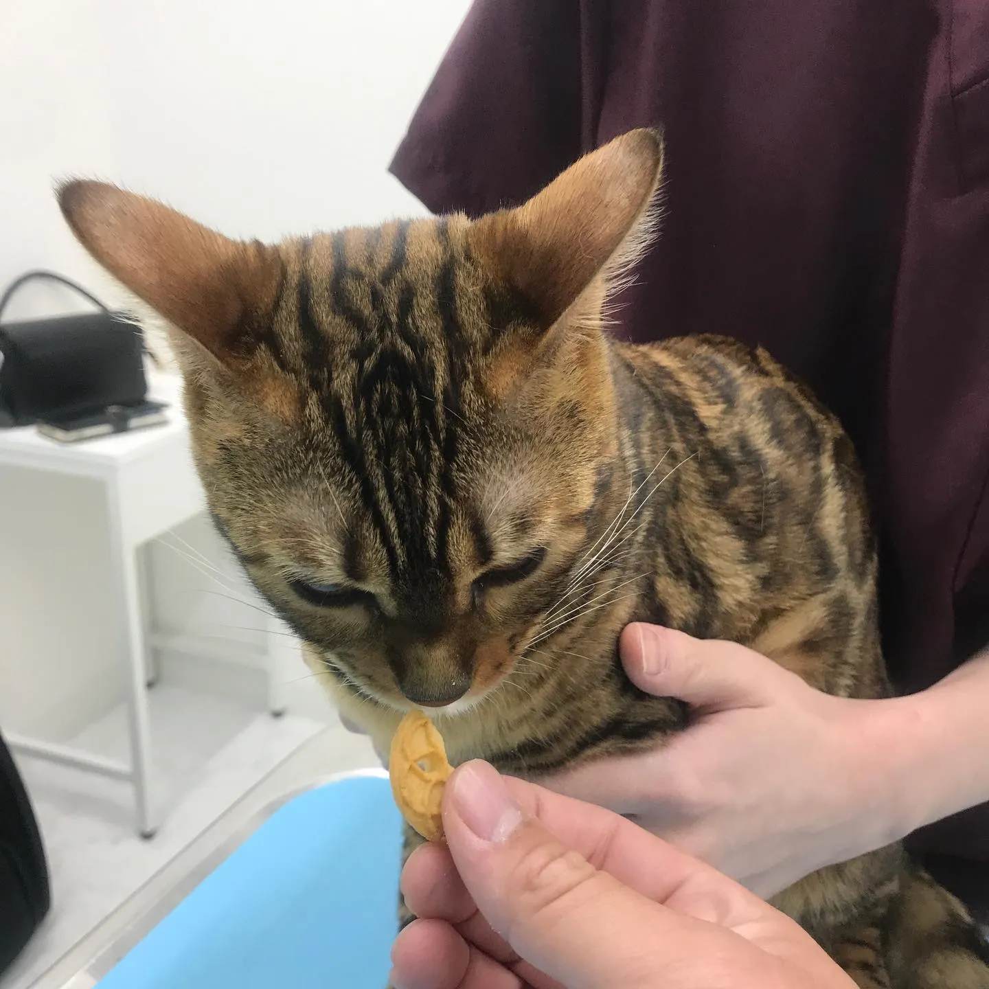 【避妊手術　猫ちゃん】