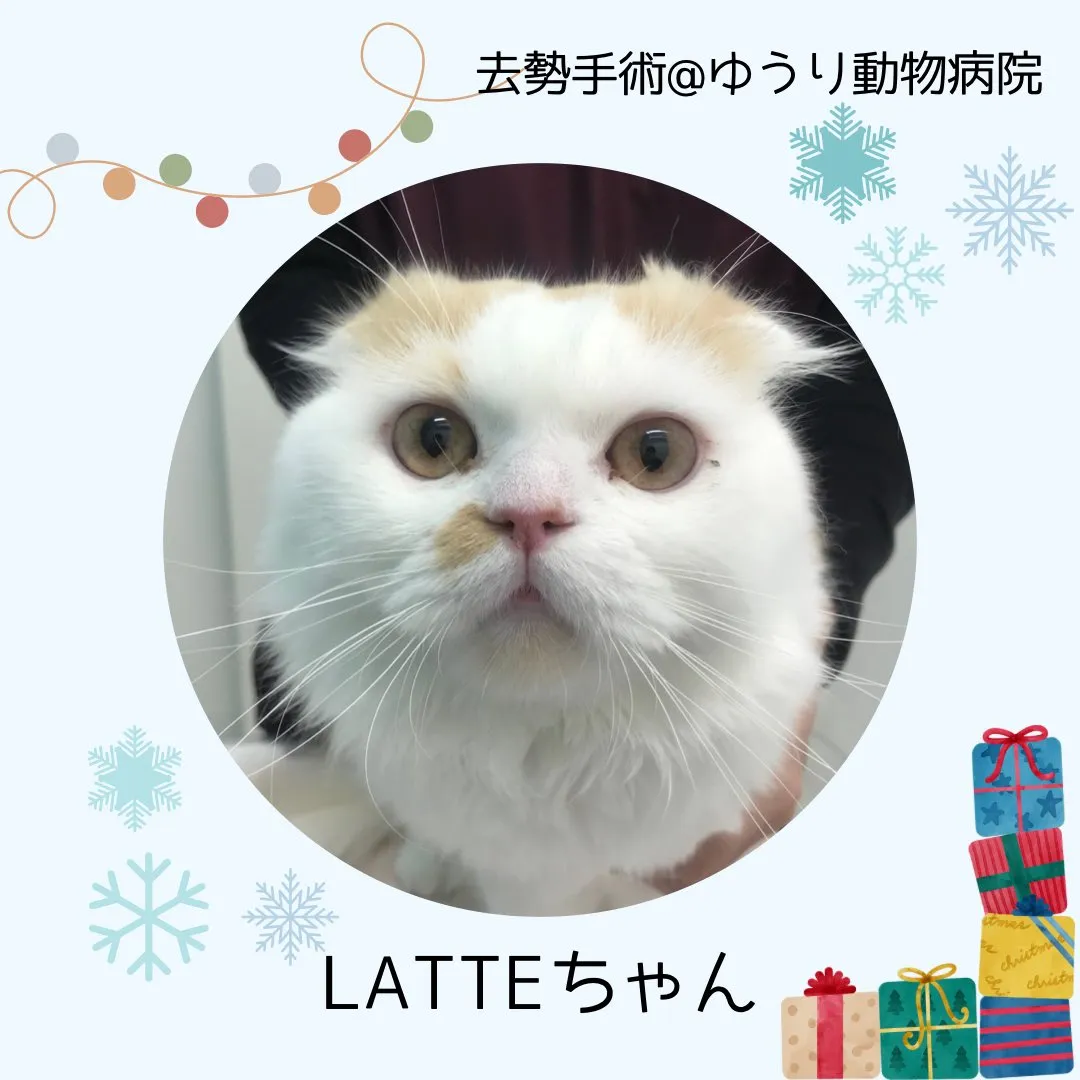 【去勢手術　猫ちゃん】