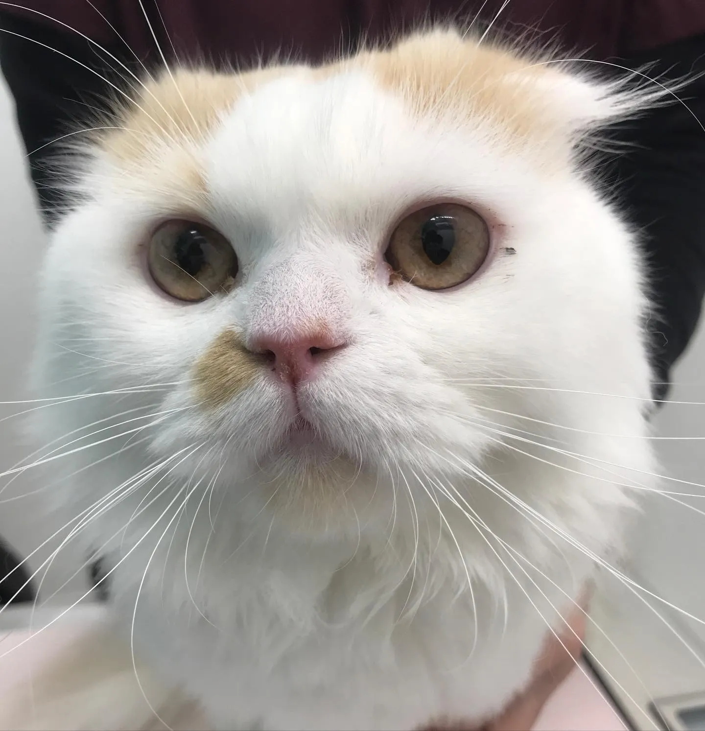 【去勢手術 猫ちゃん】