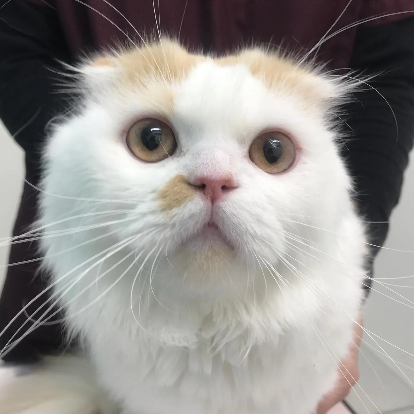 【去勢手術 猫ちゃん】