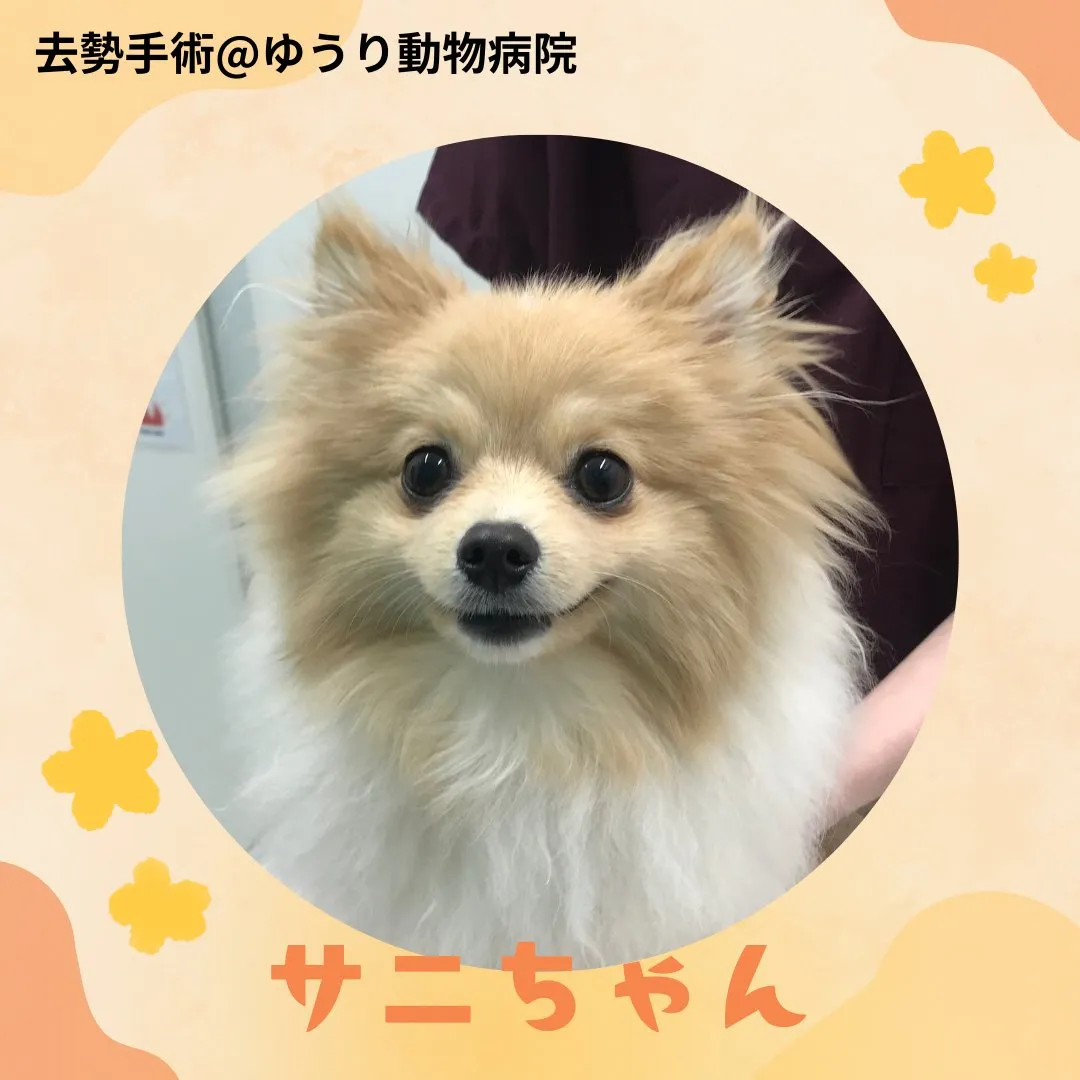【去勢手術　犬ちゃん】