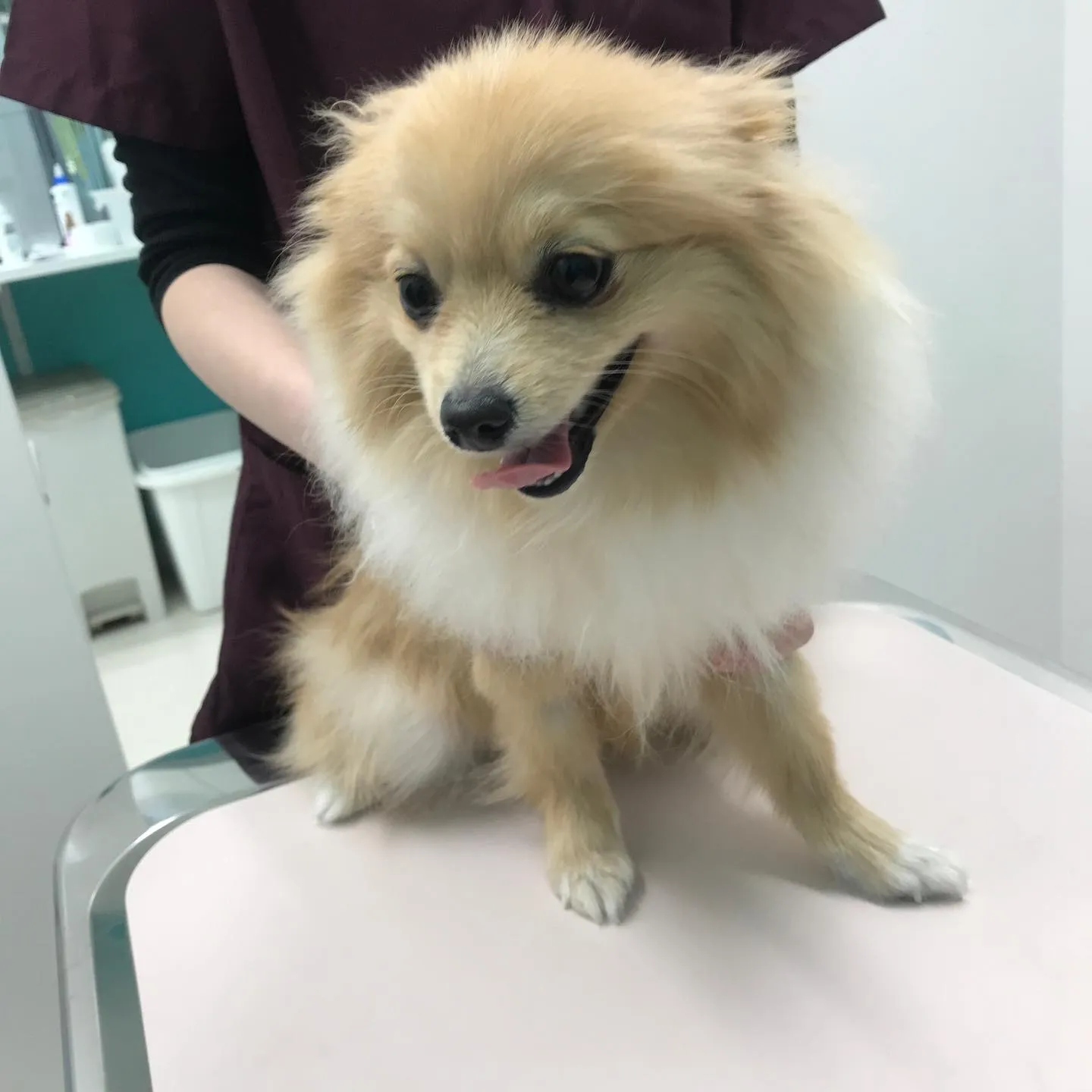 【去勢手術 犬ちゃん】