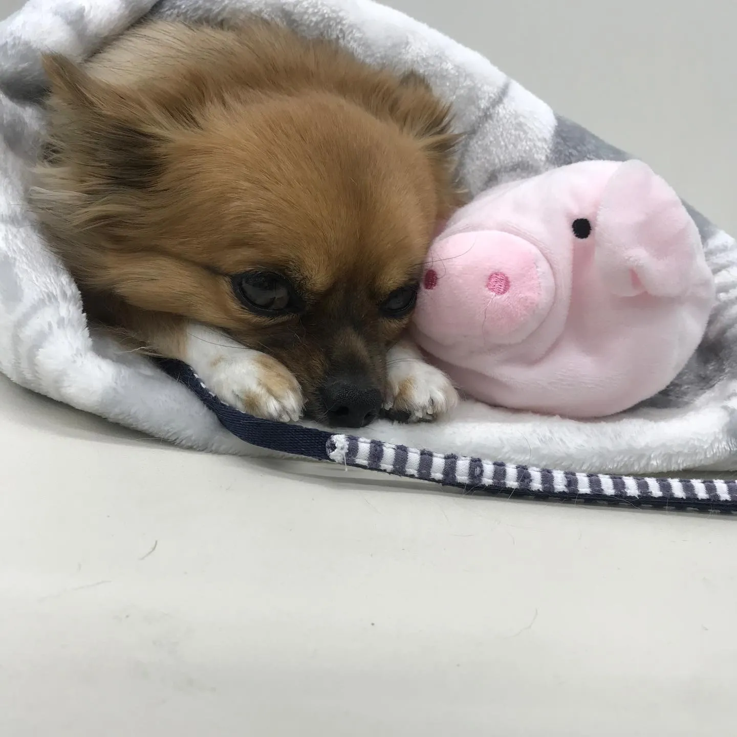 【ペットホテル　犬ちゃん】