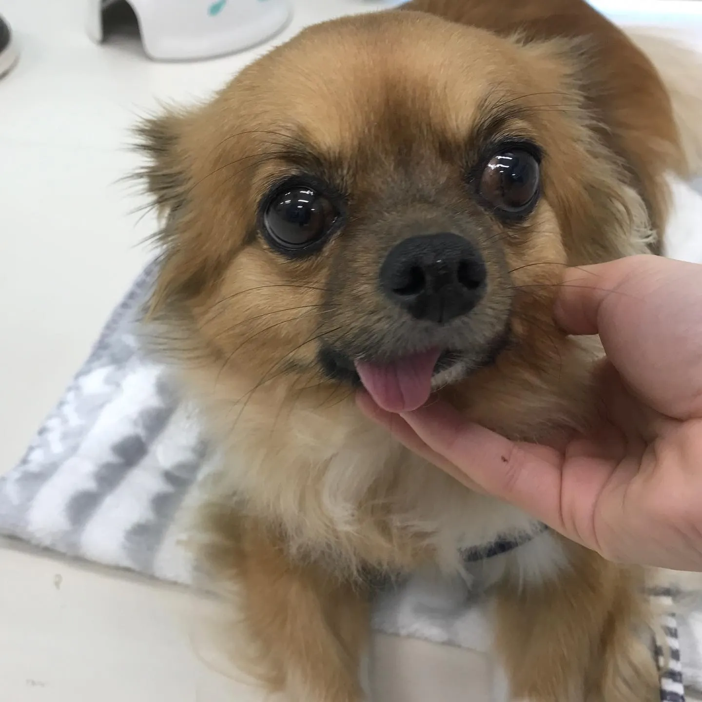 【ペットホテル　犬ちゃん】