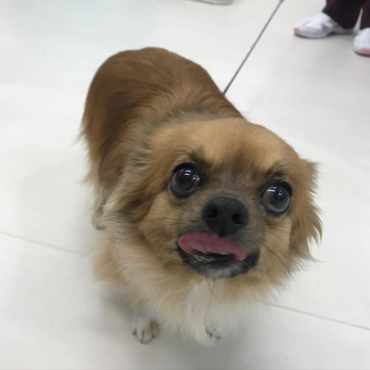 【ペットホテル　犬ちゃん】