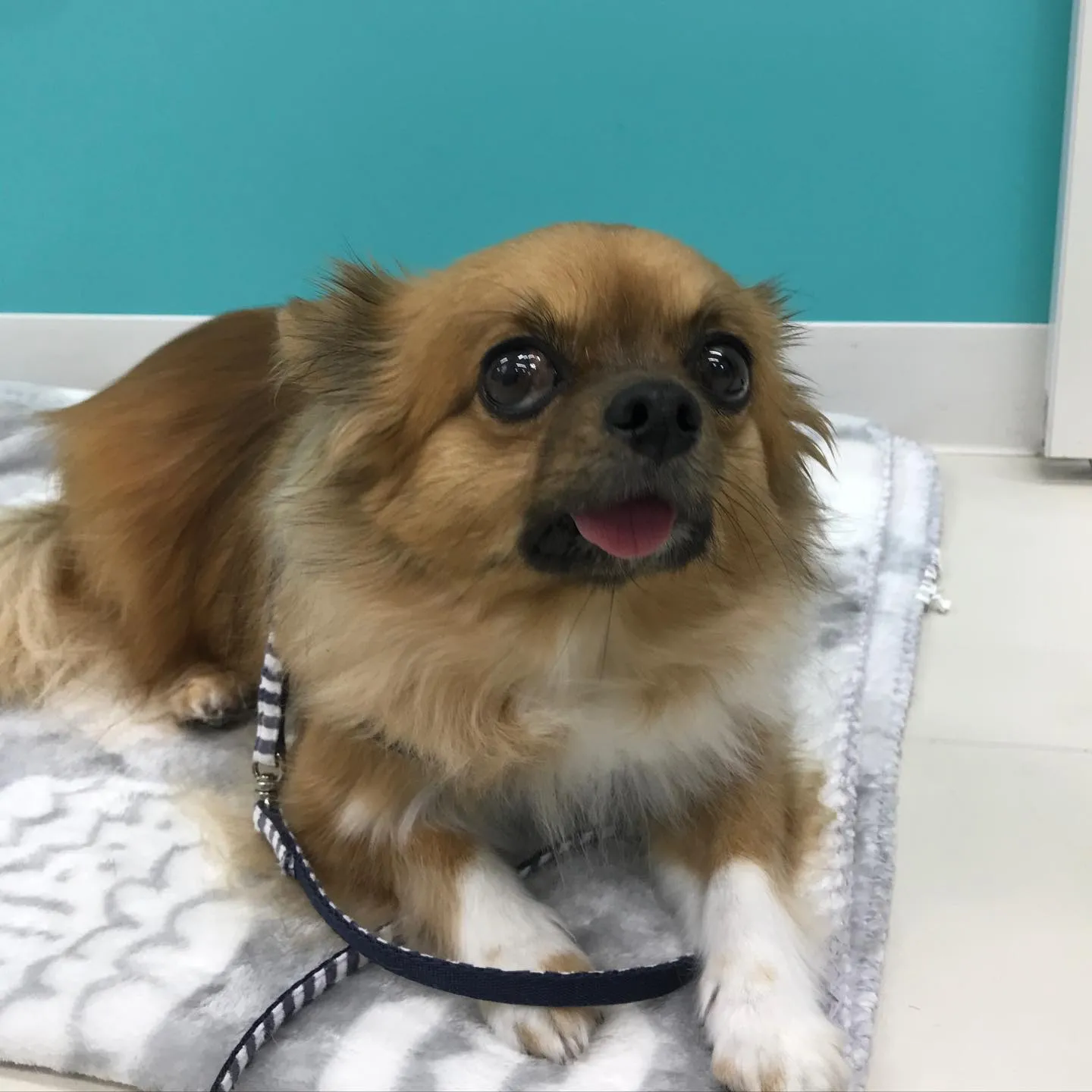 【ペットホテル　犬ちゃん】