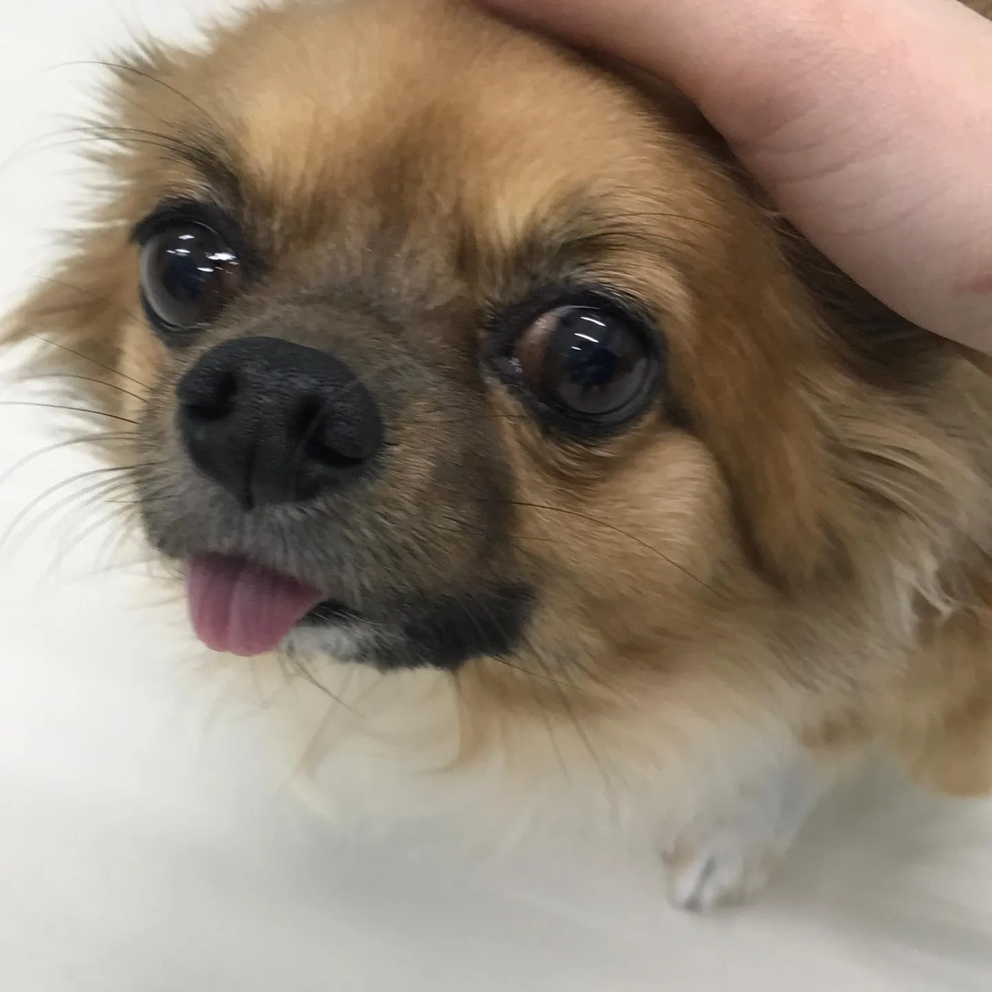 【ペットホテル　犬ちゃん】