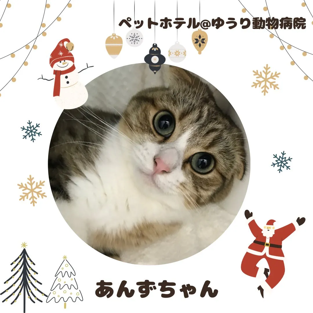 【ペットホテル　猫ちゃん】