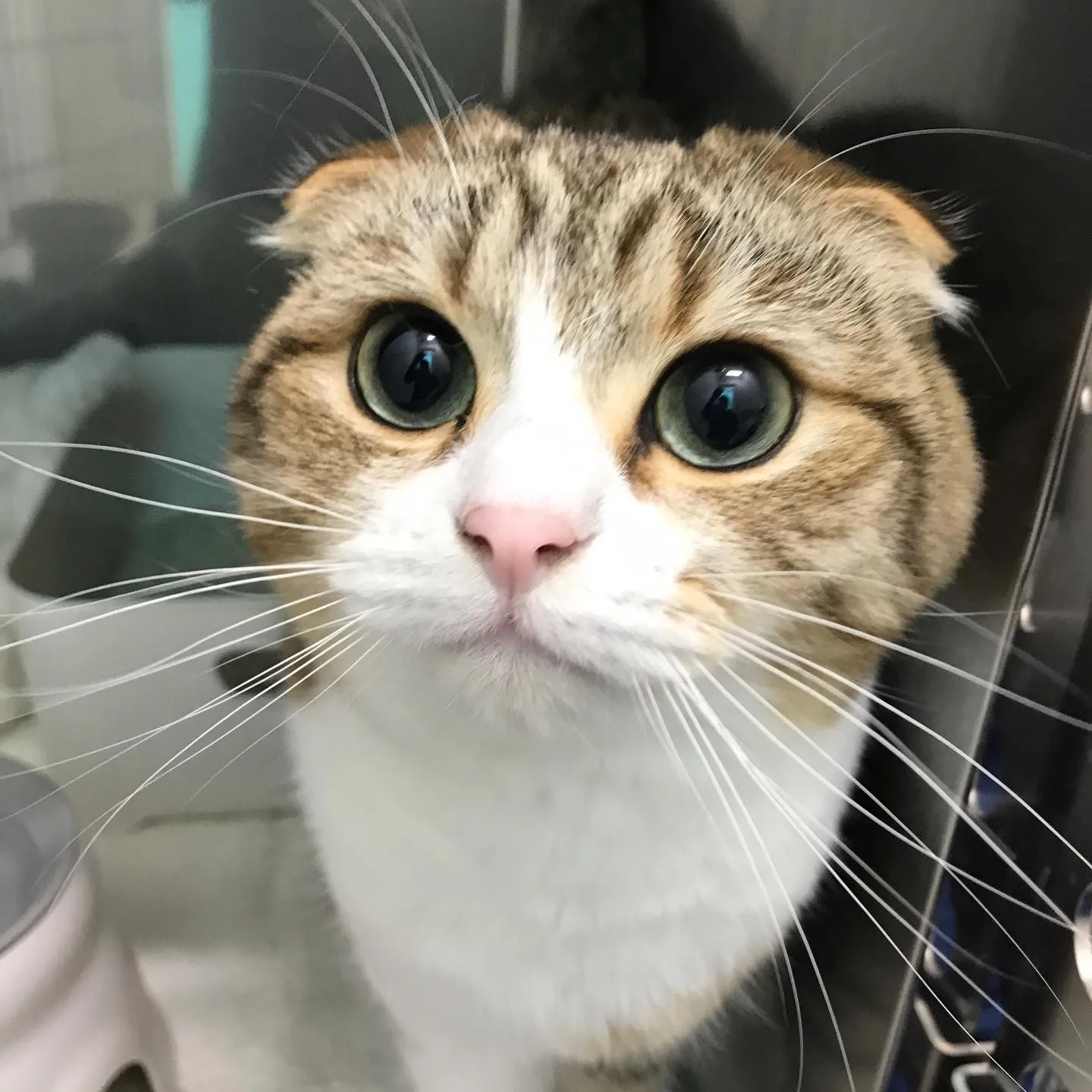 【ペットホテル　猫ちゃん】