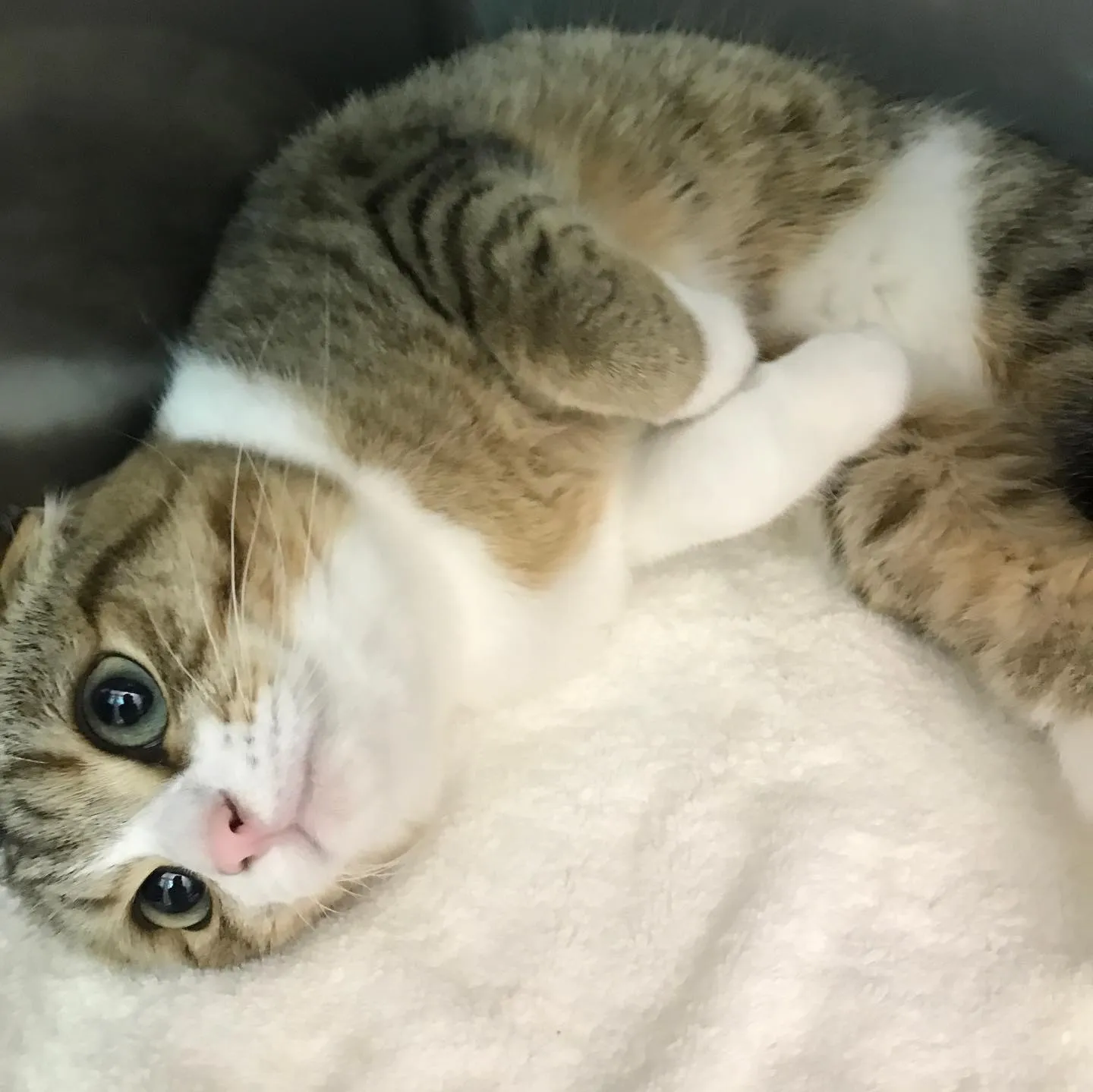 【ペットホテル　猫ちゃん】