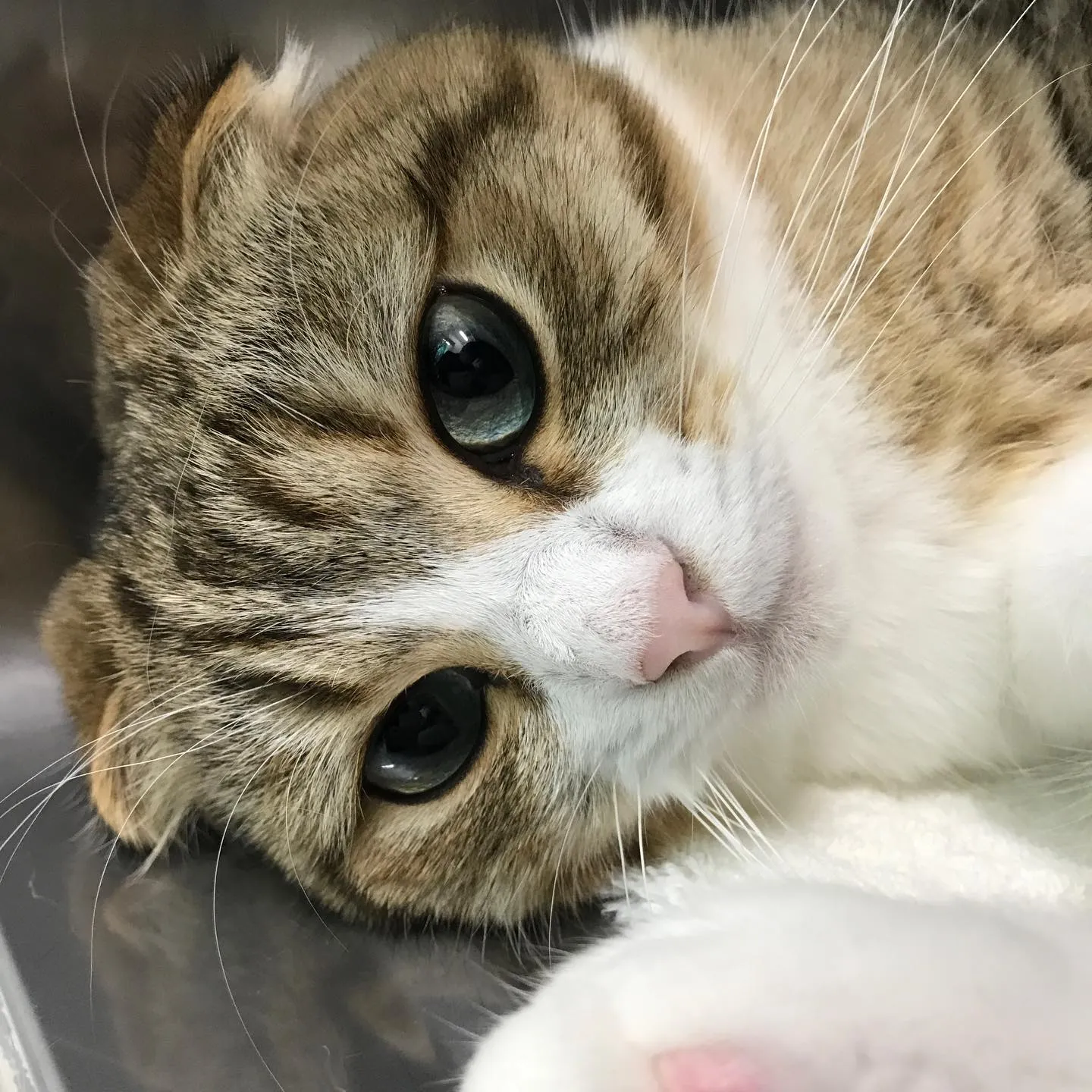 【ペットホテル　猫ちゃん】