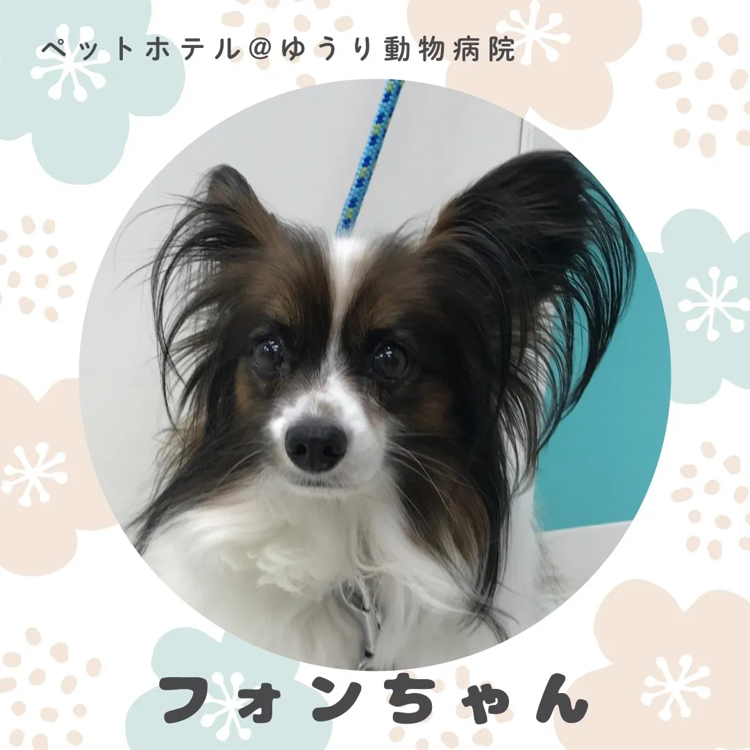【ペットホテル　犬ちゃん】