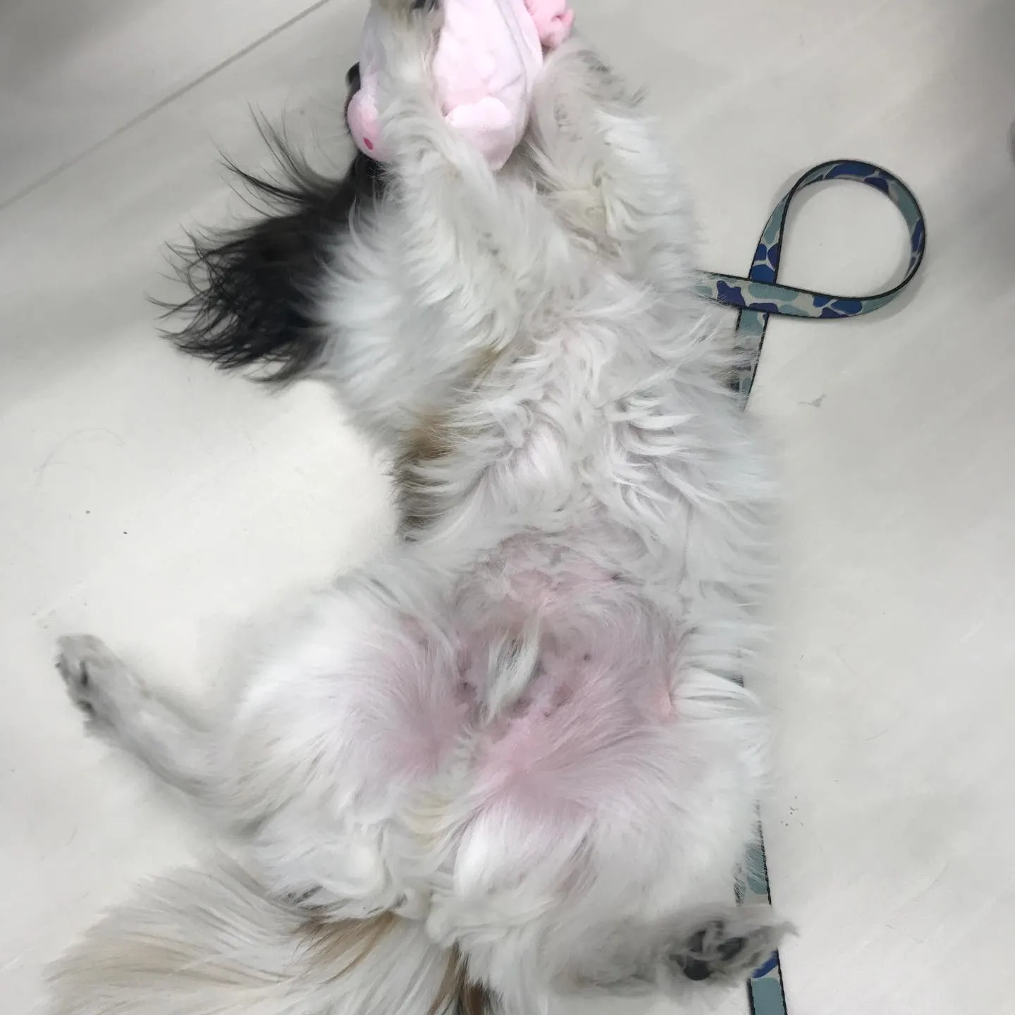 【ペットホテル 犬ちゃん】