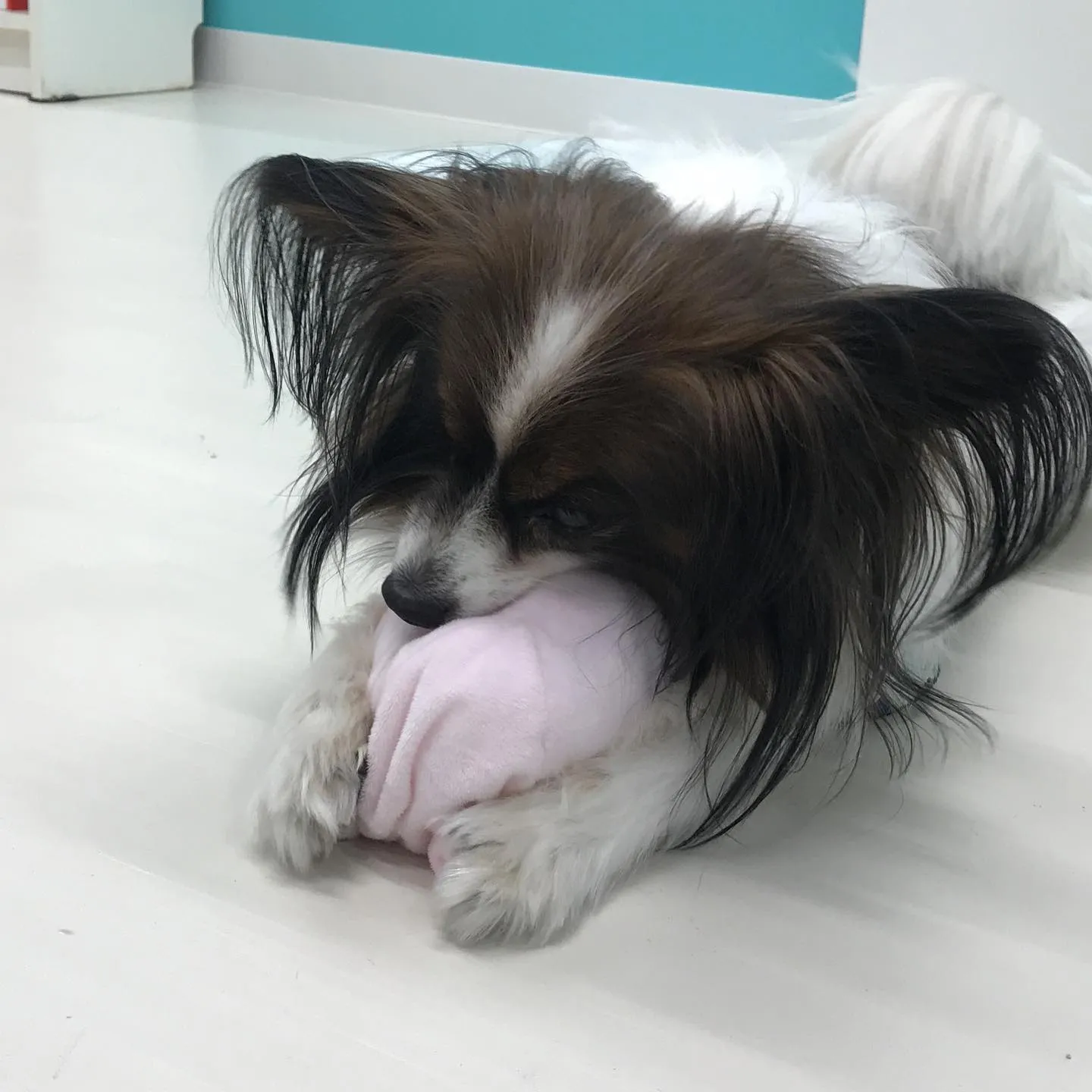 【ペットホテル 犬ちゃん】