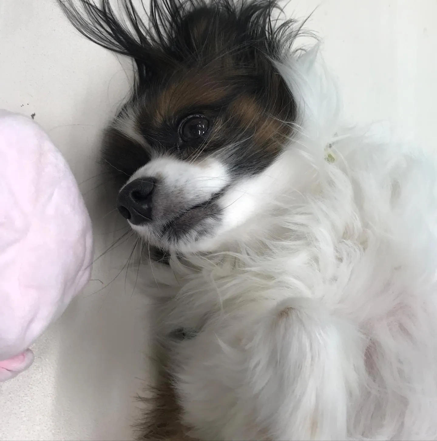 【ペットホテル 犬ちゃん】