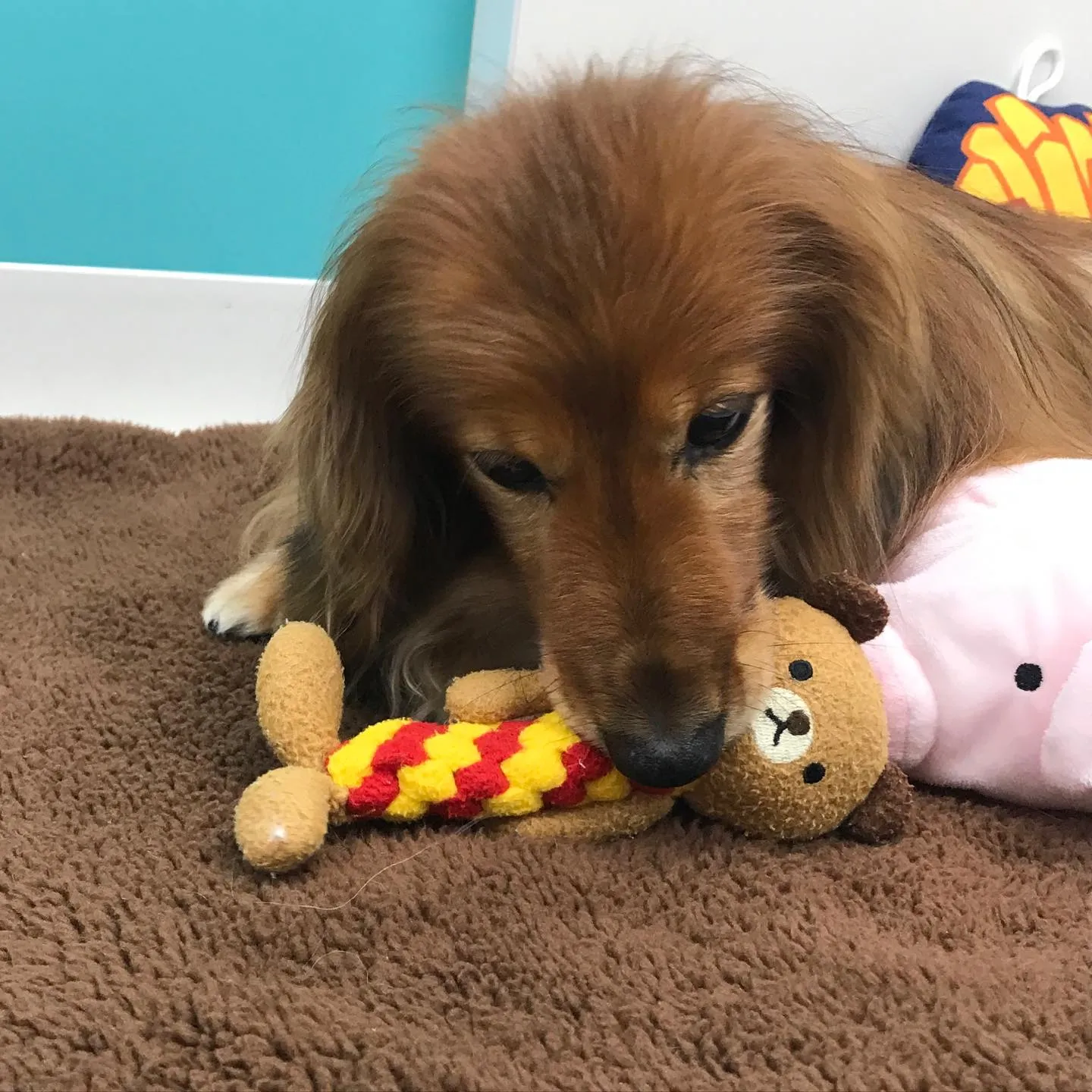 【ペットホテル　犬ちゃん】