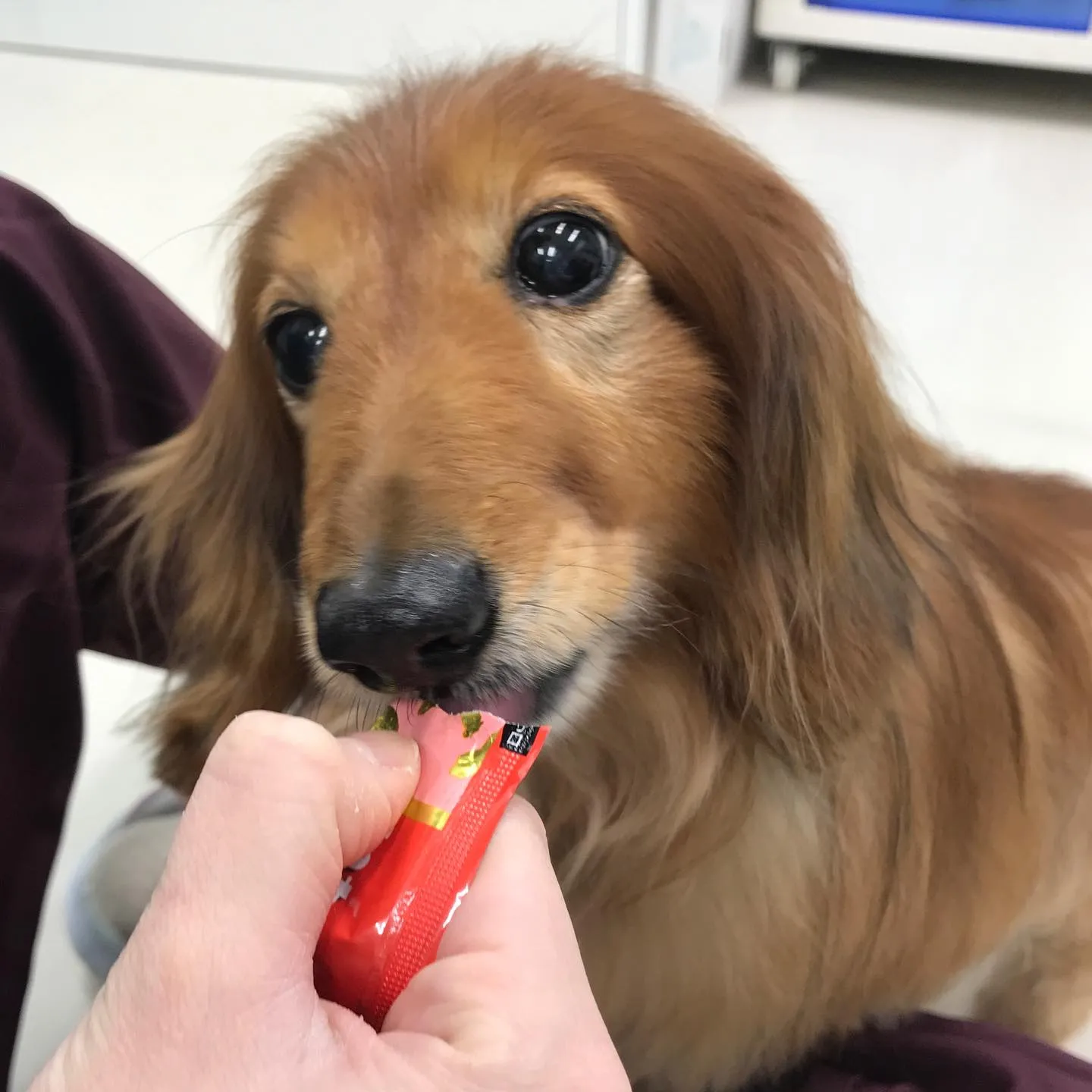 【ペットホテル　犬ちゃん】