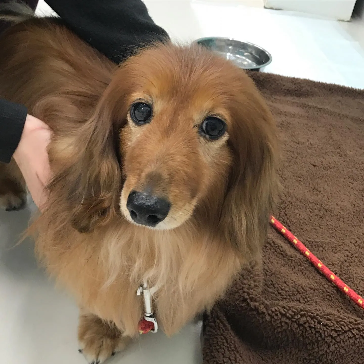 【ペットホテル　犬ちゃん】