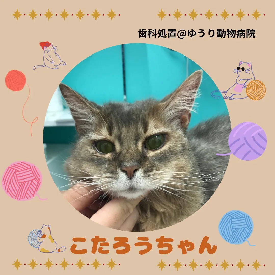 【歯科処置　猫ちゃん】