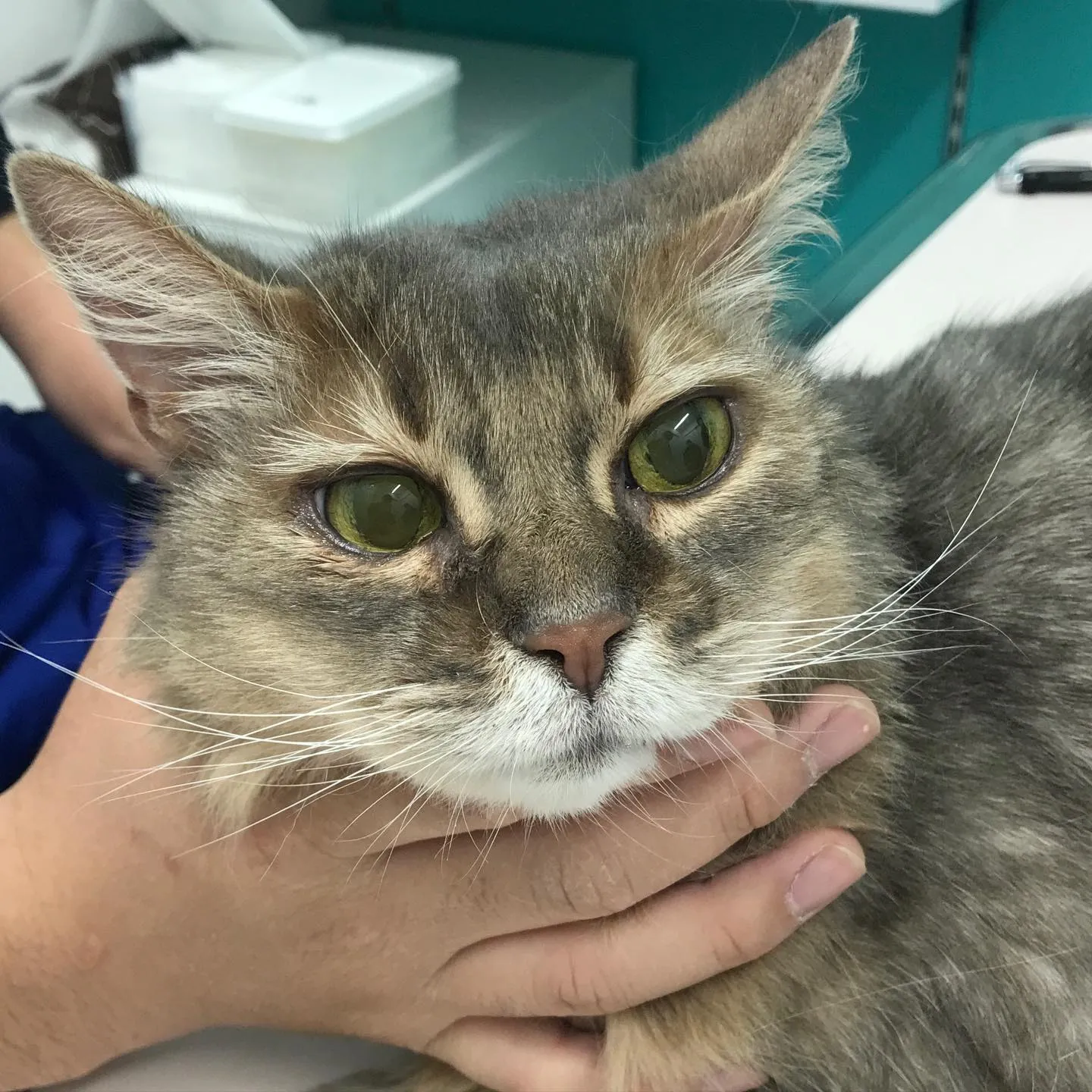 【歯科処置　猫ちゃん】