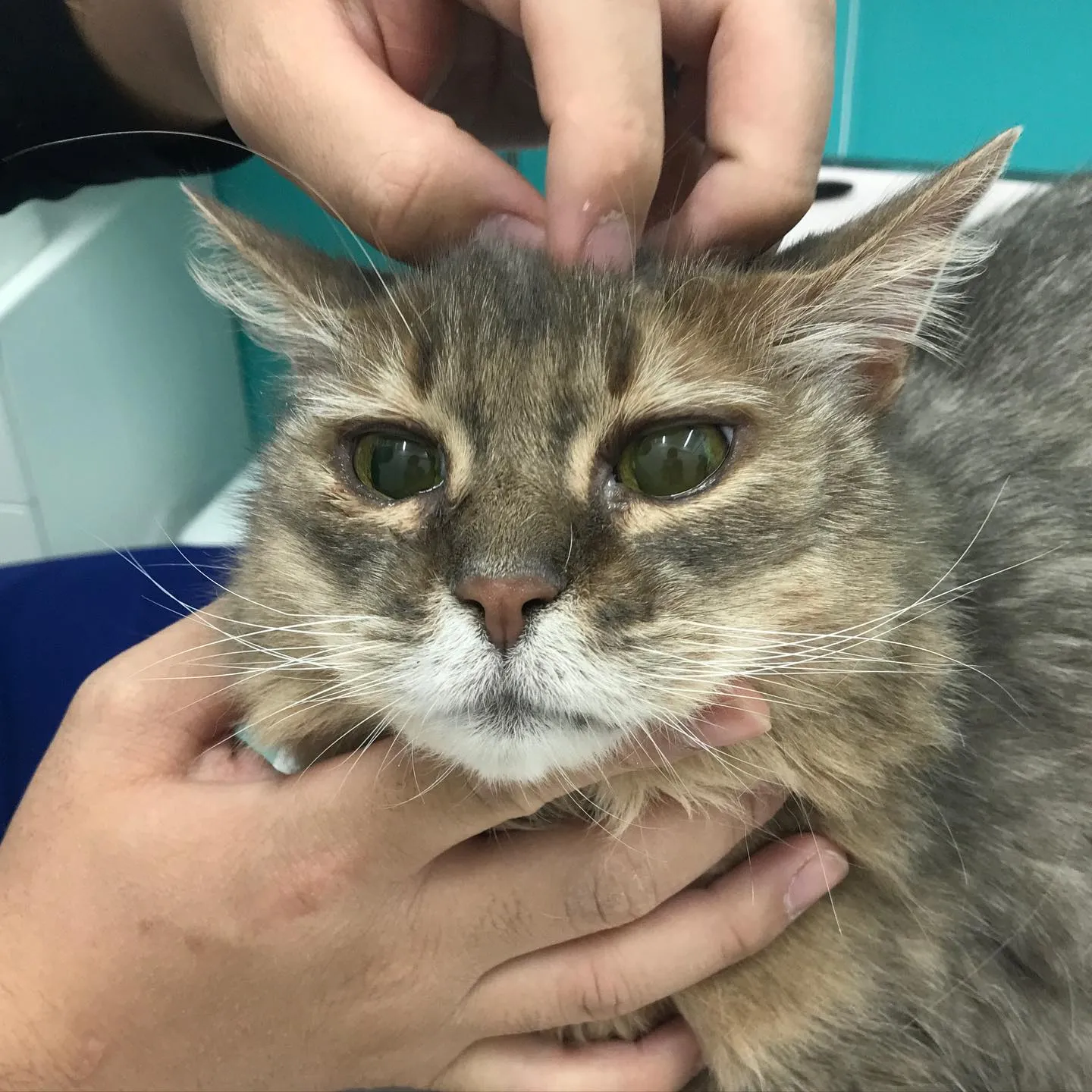 【歯科処置　猫ちゃん】