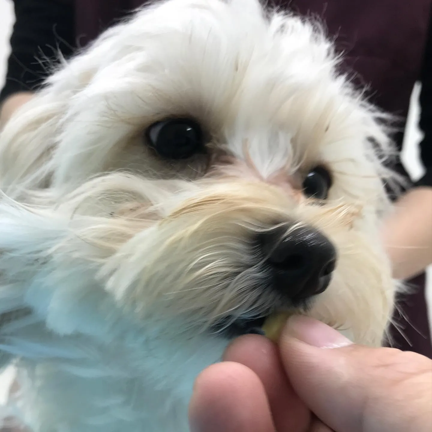 【避妊手術 犬ちゃん】