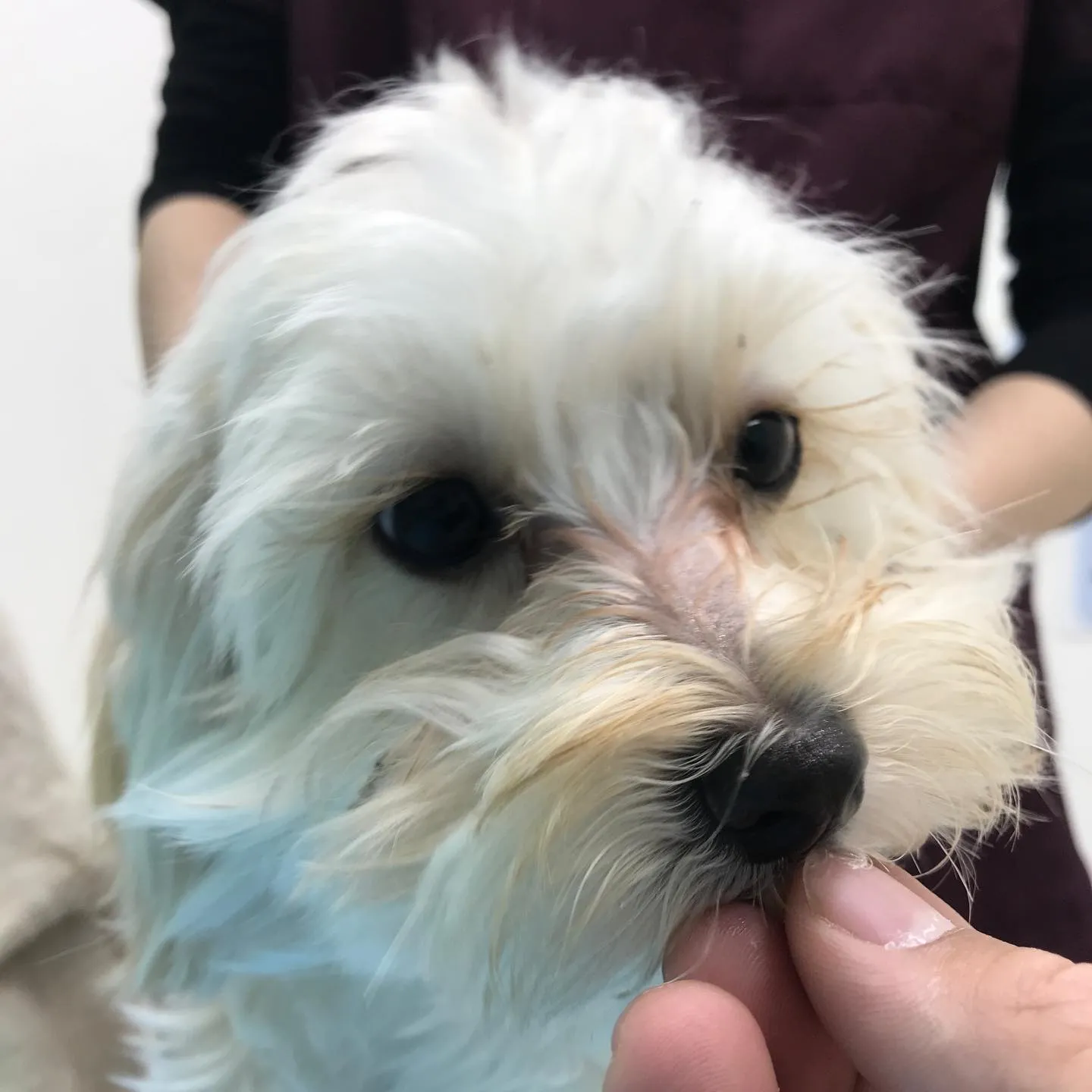 【避妊手術 犬ちゃん】