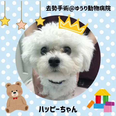 【去勢手術　犬ちゃん】