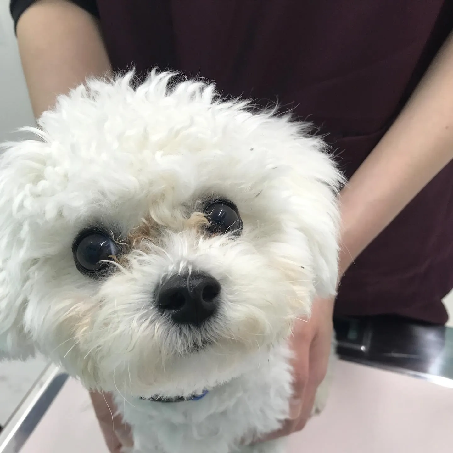 【去勢手術　犬ちゃん】