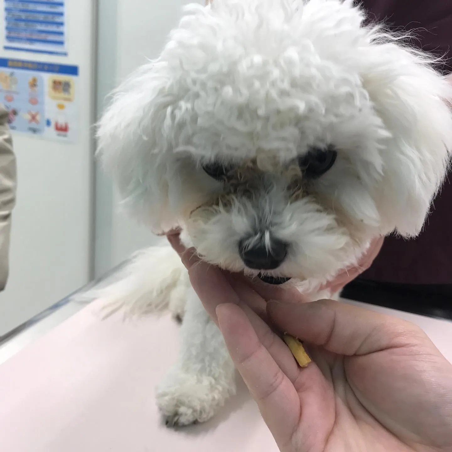 【去勢手術　犬ちゃん】