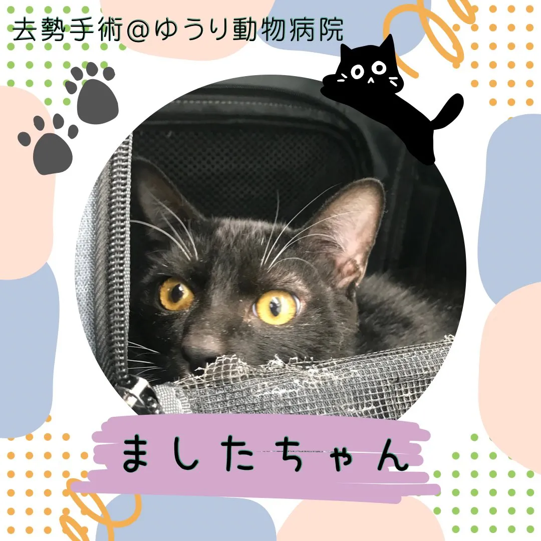 【去勢手術　猫ちゃん】