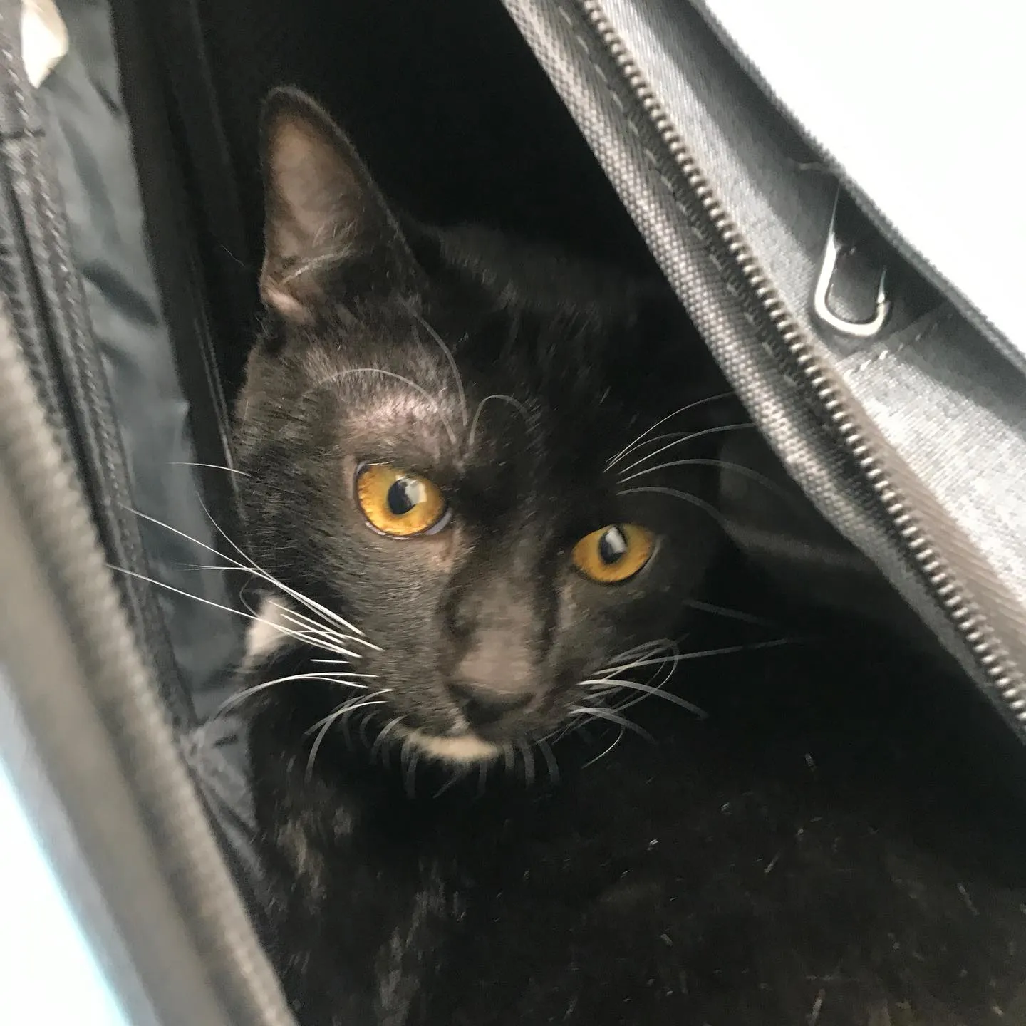 【去勢手術　猫ちゃん】