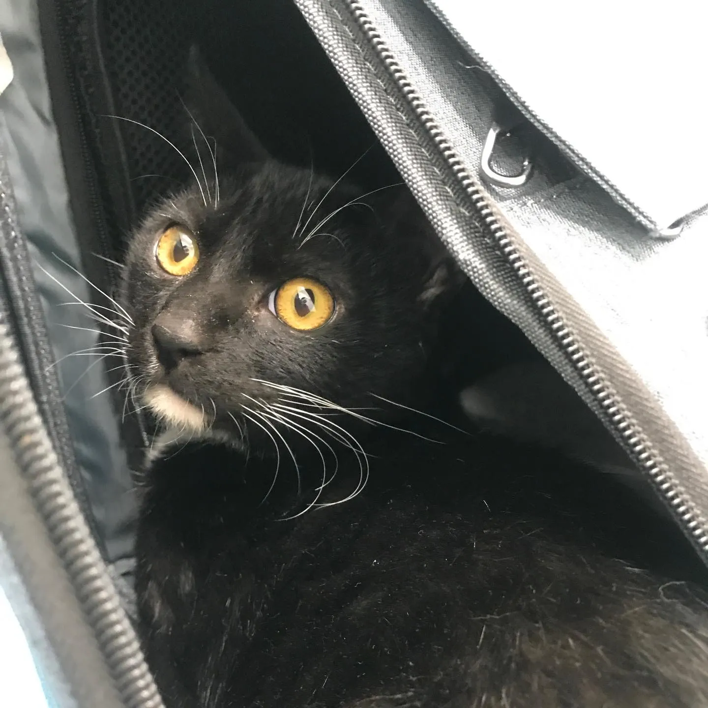 【去勢手術　猫ちゃん】