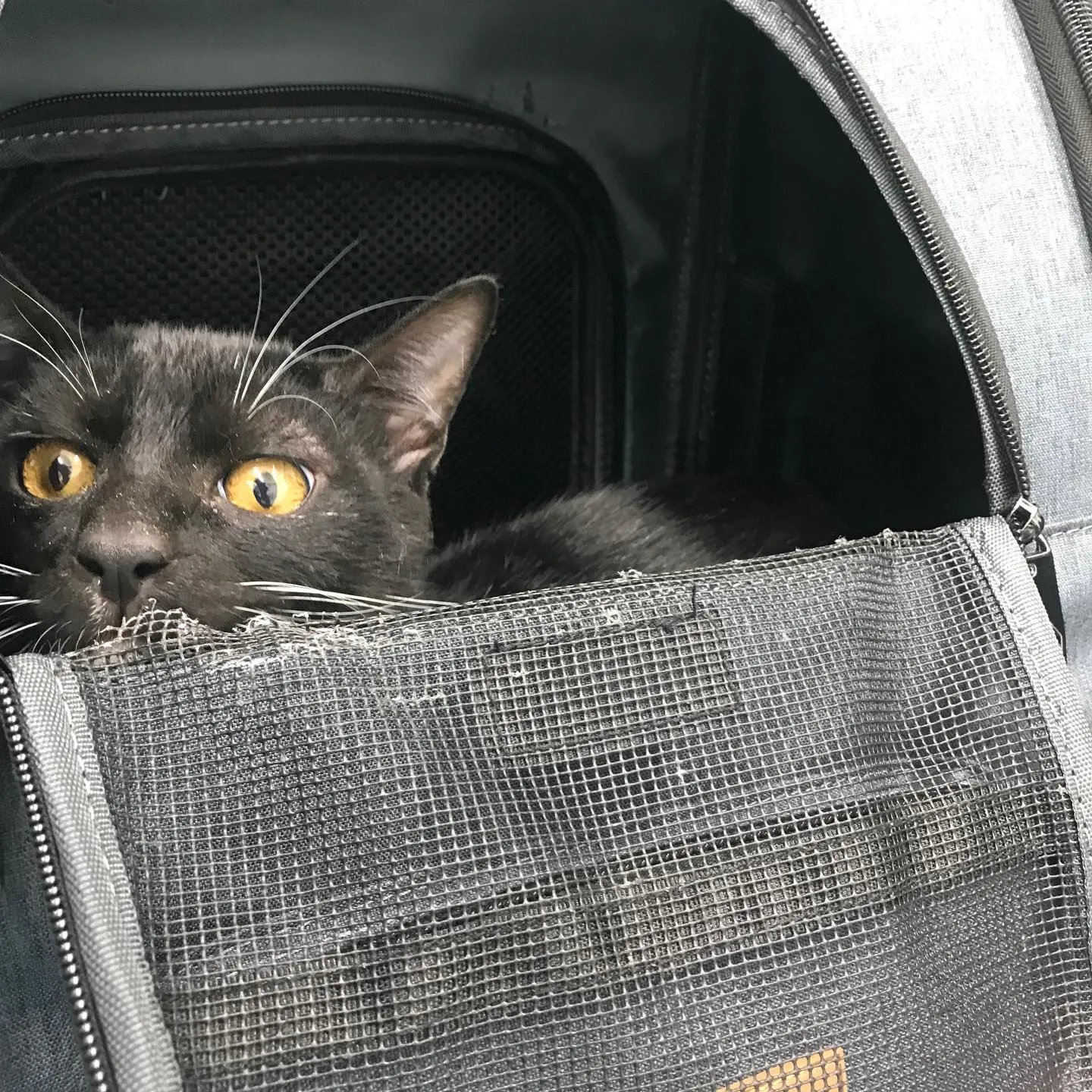 【去勢手術　猫ちゃん】