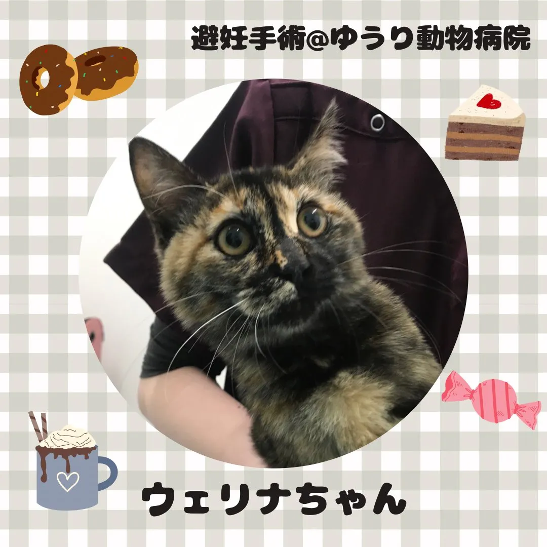 【避妊手術　猫ちゃん】