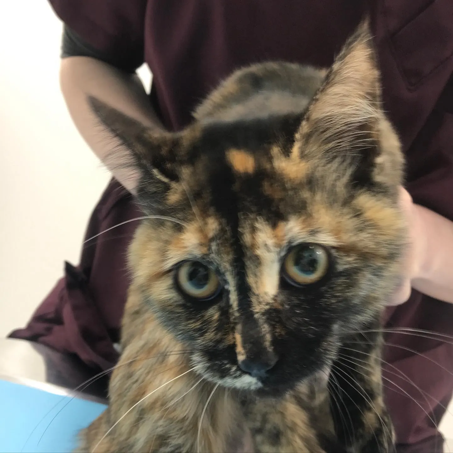 【避妊手術 猫ちゃん】