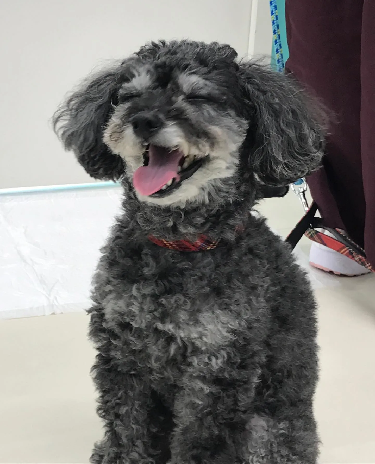 【ペットホテル　犬ちゃん】