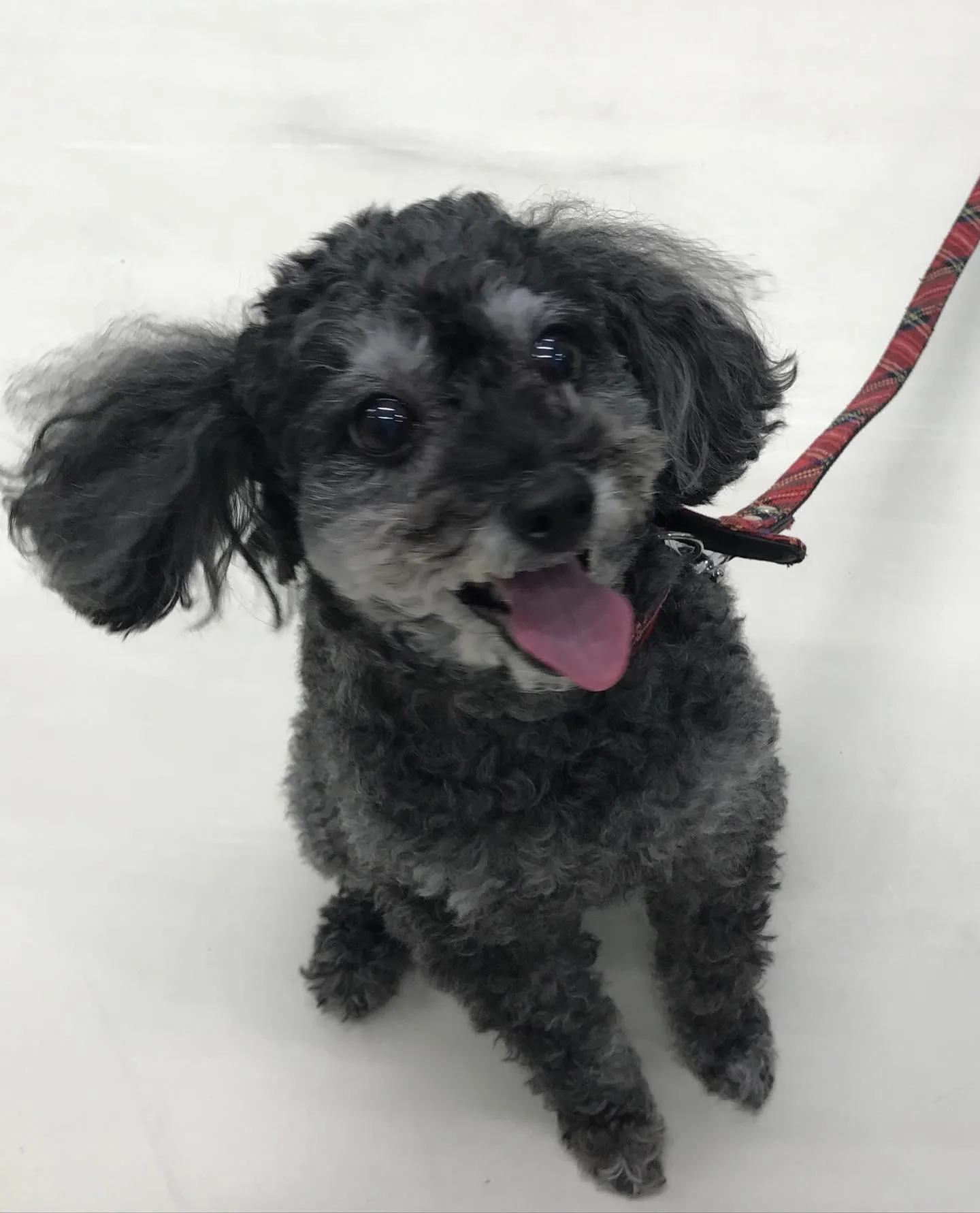 【ペットホテル　犬ちゃん】